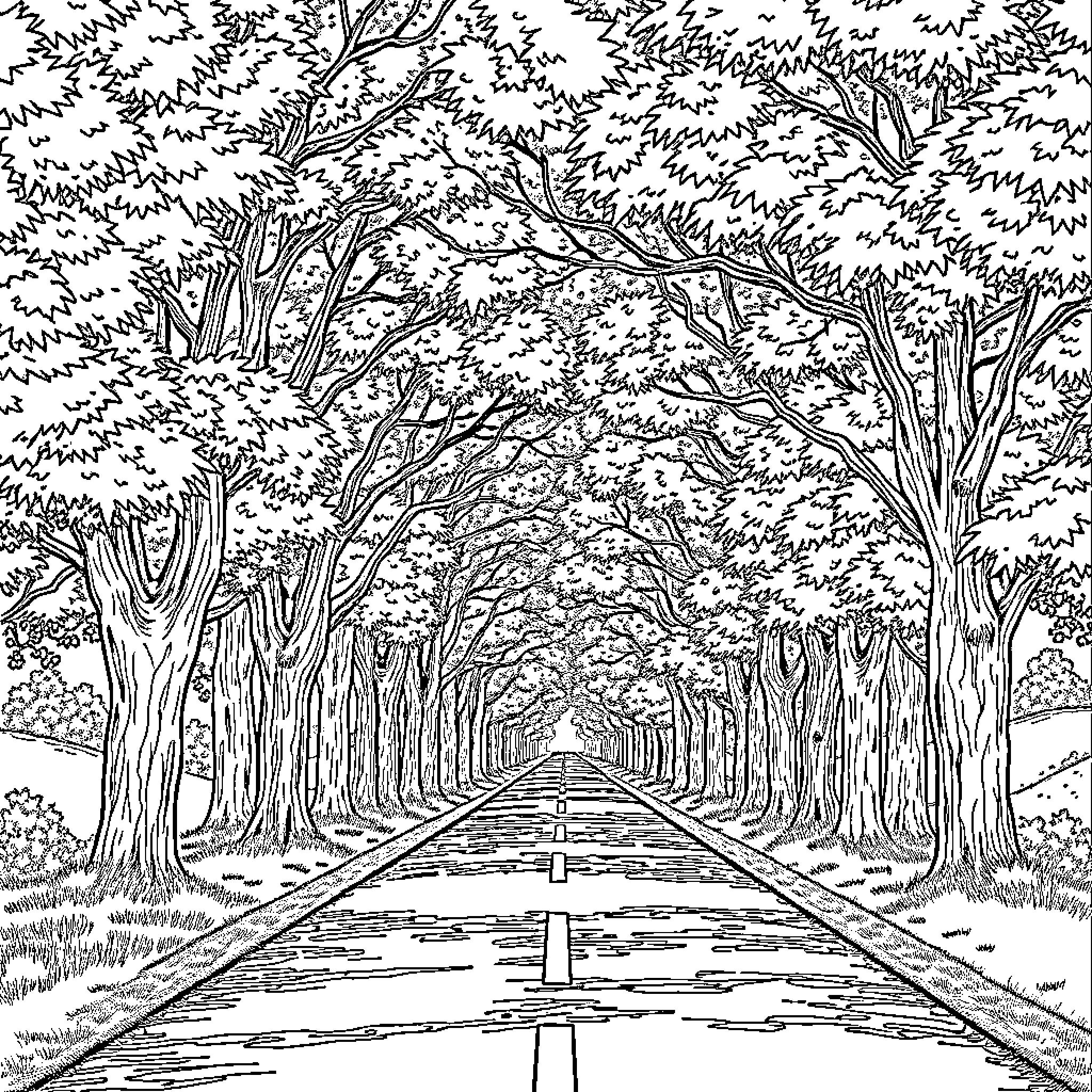 Road through Lush Forested Landscape Coloring Page (free black-and-white line drawing printable PDF for all, from beginners to advanced learners, including children, teens, adults, and seniors)