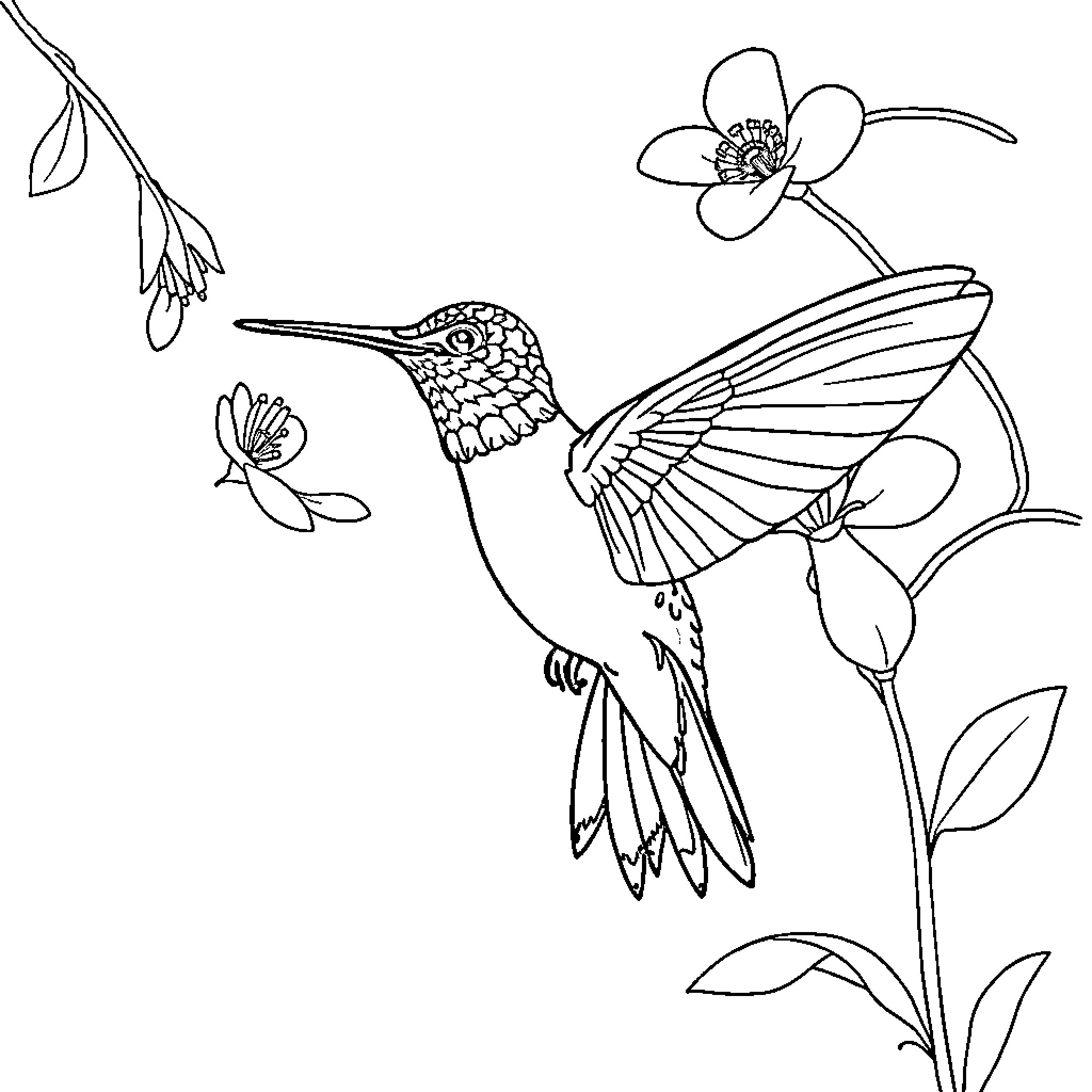 Hummingbird hovering near colorful flowers Coloring Page (free black-and-white line drawing printable PDF for all, from beginners to advanced learners, including children, teens, adults, and seniors)