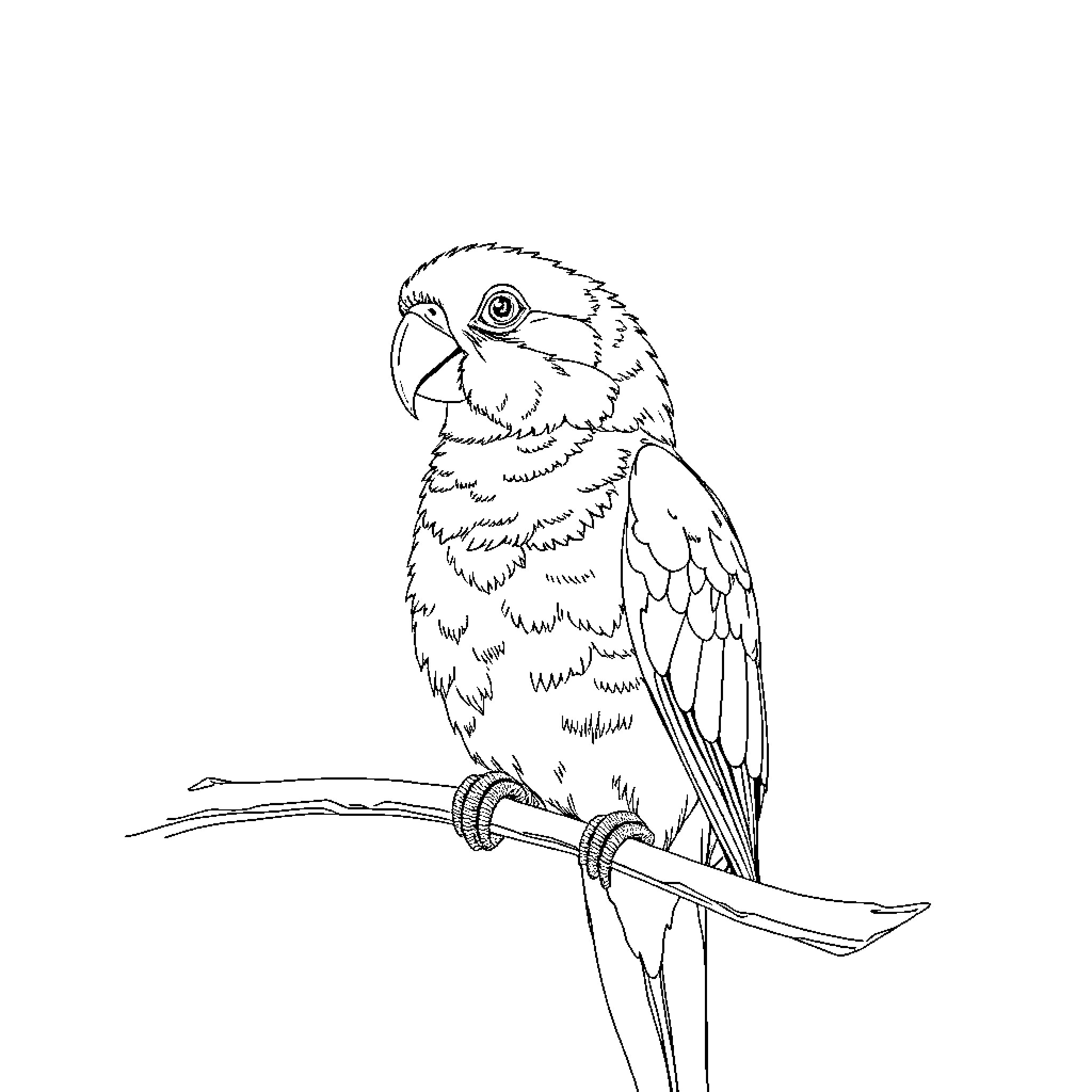 Sun Conure parrot perched on a branch Coloring Page (free black-and-white line drawing printable PDF for all, from beginners to advanced learners, including children, teens, adults, and seniors)