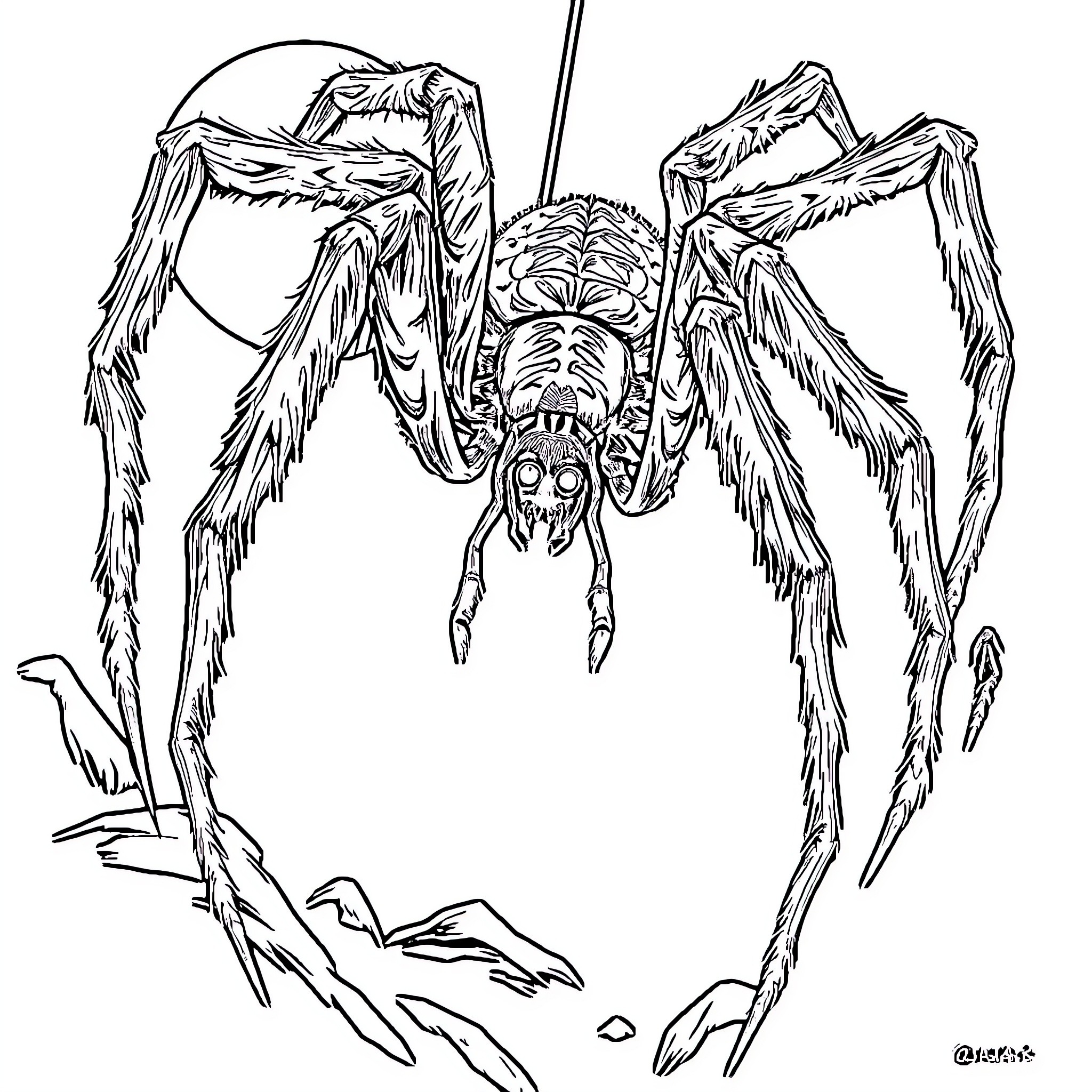 Spider with Menacing Appearance and Outstretched Limbs Coloring Page (free black-and-white line drawing printable PDF for all, from beginners to advanced learners, including children, teens, adults, and seniors)