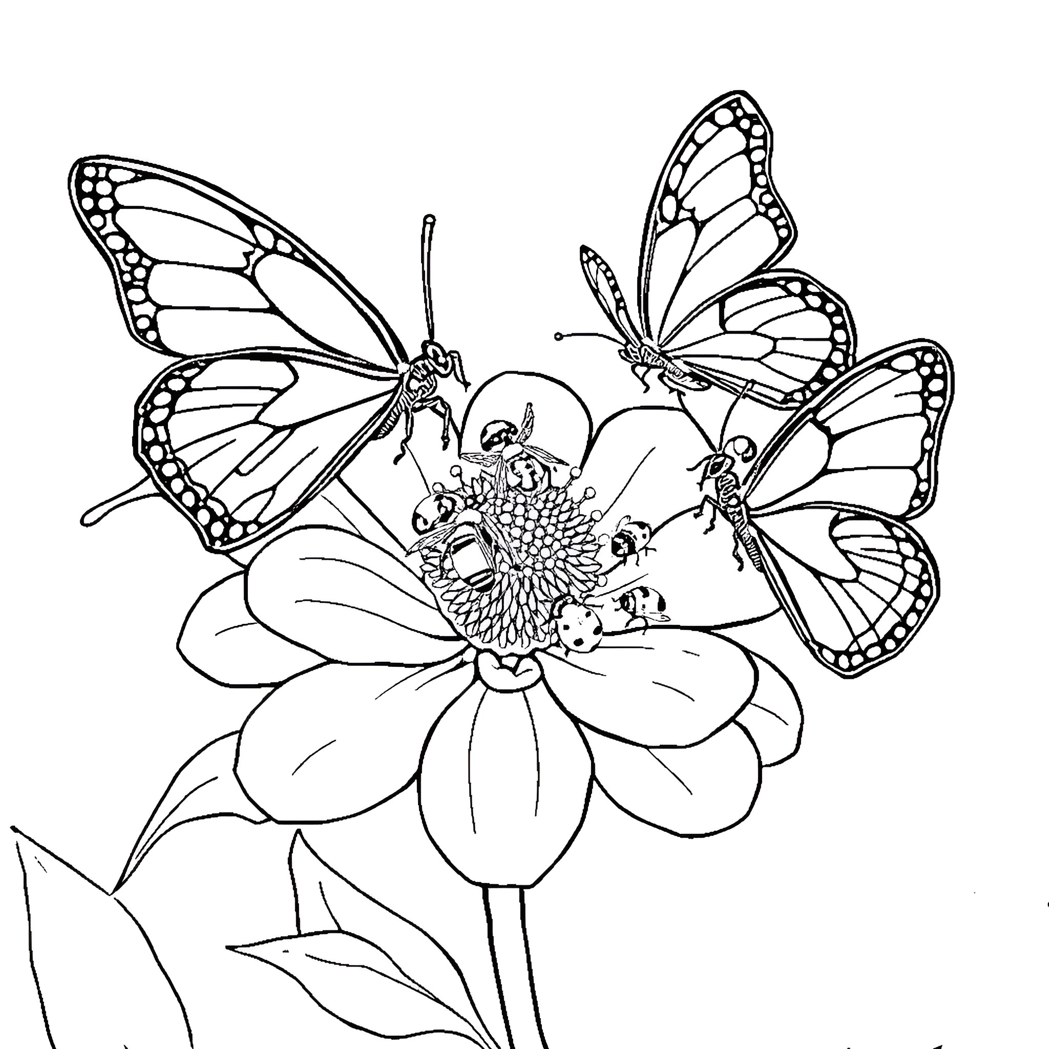 Insect butterflies resting on flower Coloring Page (free black-and-white line drawing printable PDF for all, from beginners to advanced learners, including children, teens, adults, and seniors)