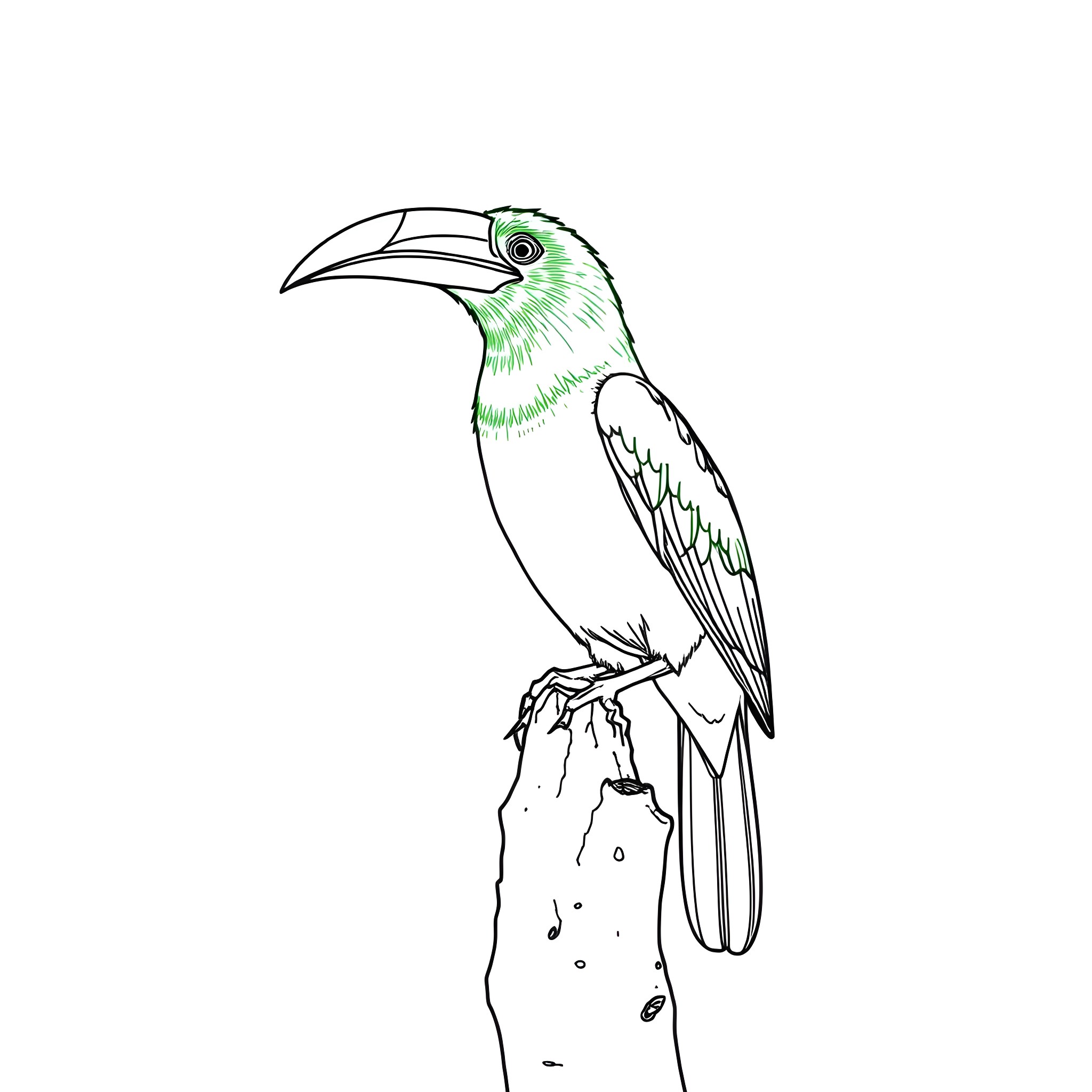 Toucanet perched on a branch Coloring Page (free black-and-white line drawing printable PDF for all, from beginners to advanced learners, including children, teens, adults, and seniors)