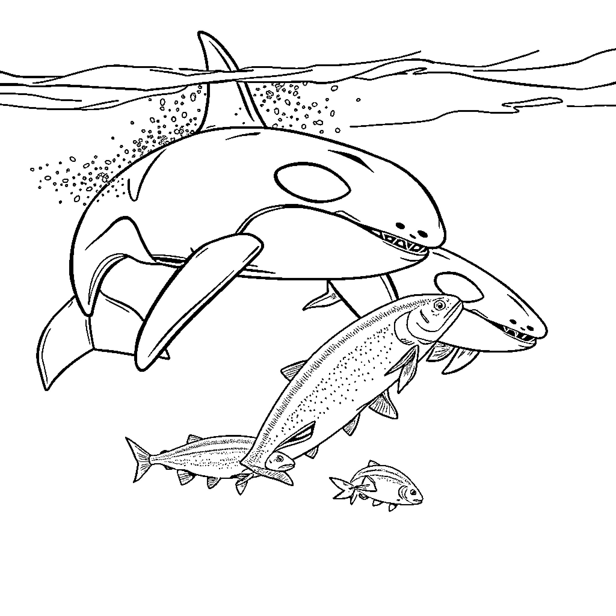 Orca whales hunting smaller fish in the ocean Coloring Page (free black-and-white line drawing printable PDF for all, from beginners to advanced learners, including children, teens, adults, and seniors)