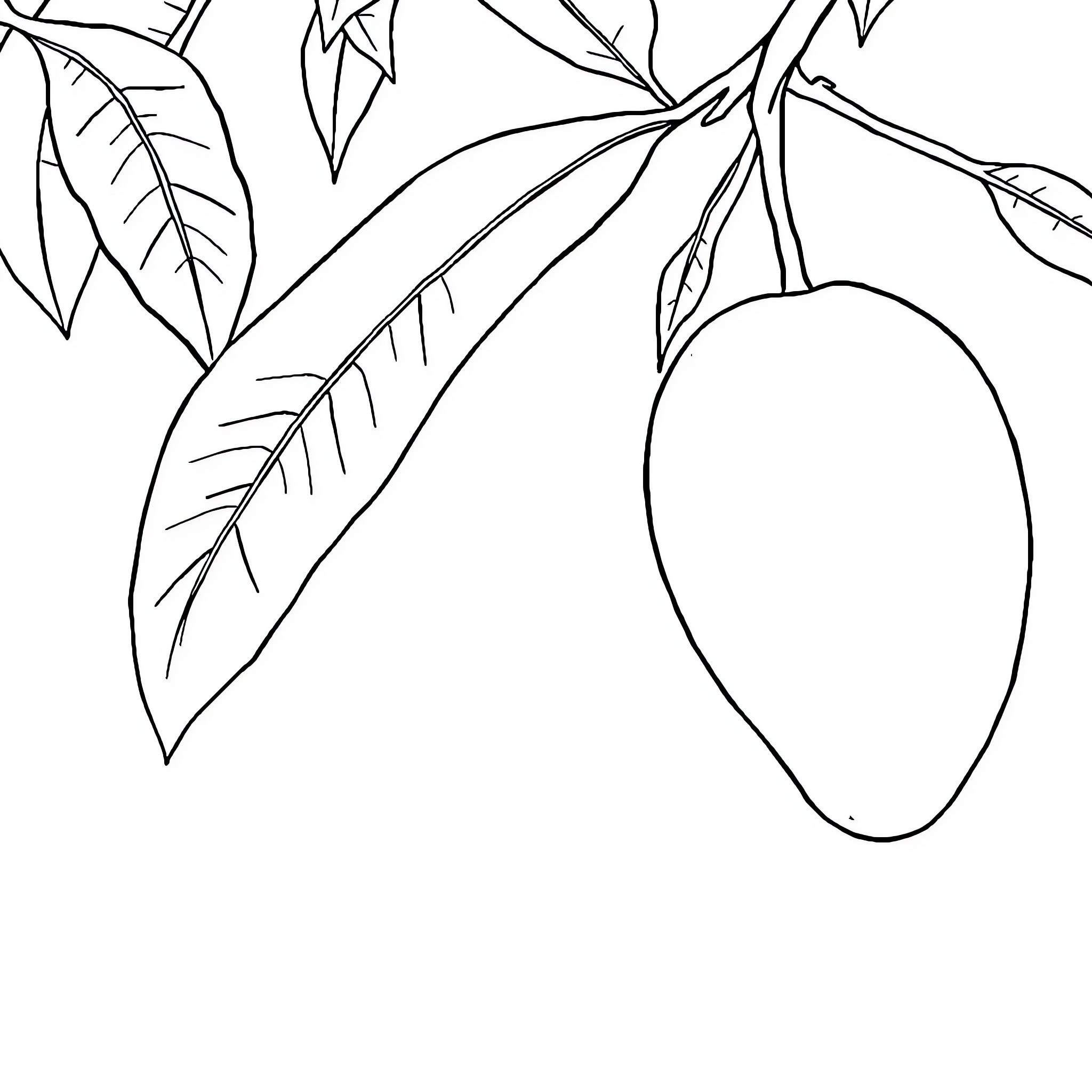 Mango growing on the branch Coloring Page (free black-and-white line drawing printable PDF for all, from beginners to advanced learners, including children, teens, adults, and seniors)