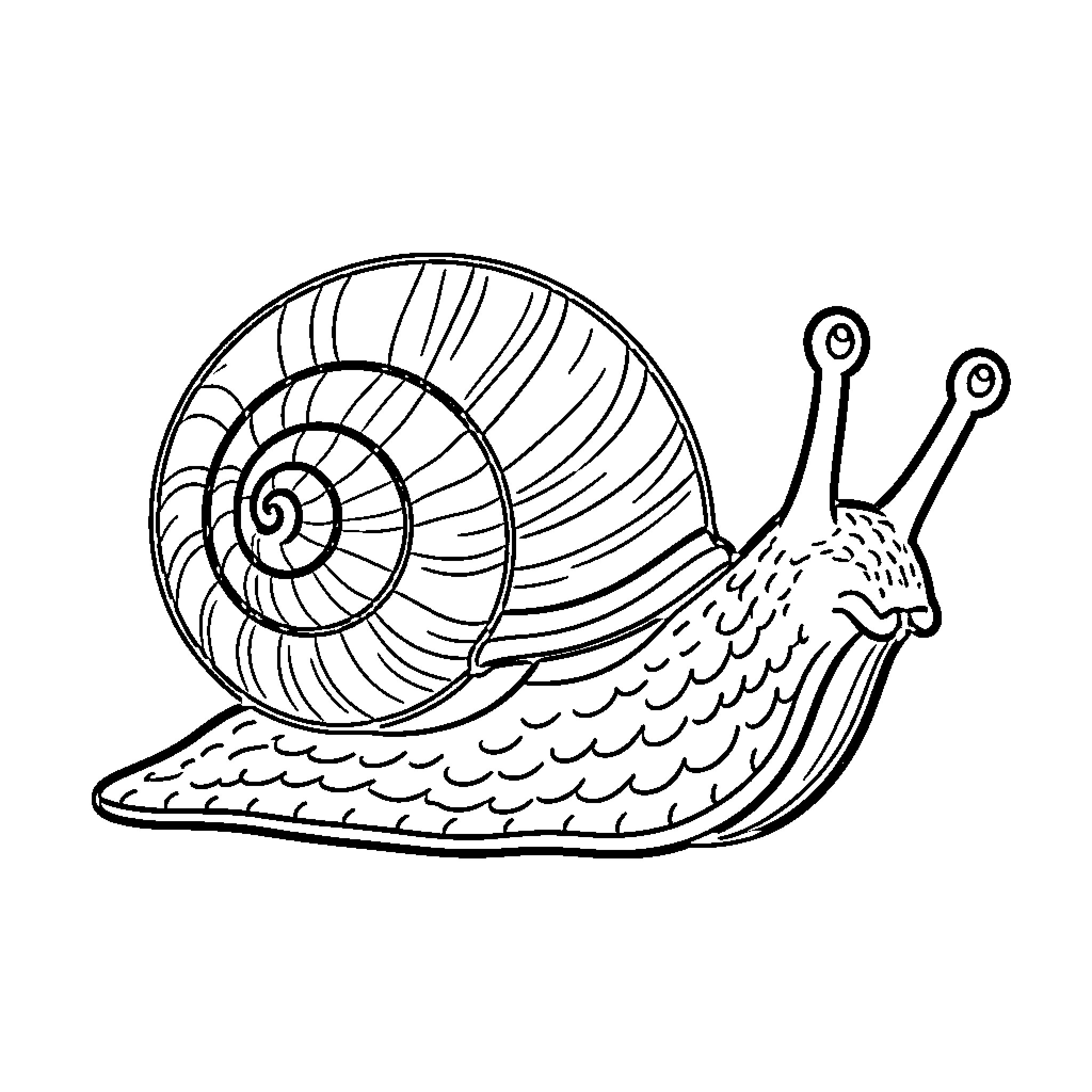 Snail crawling slowly with a happy expression Coloring Page (free black-and-white line drawing printable PDF for all, from beginners to advanced learners, including children, teens, adults, and seniors)