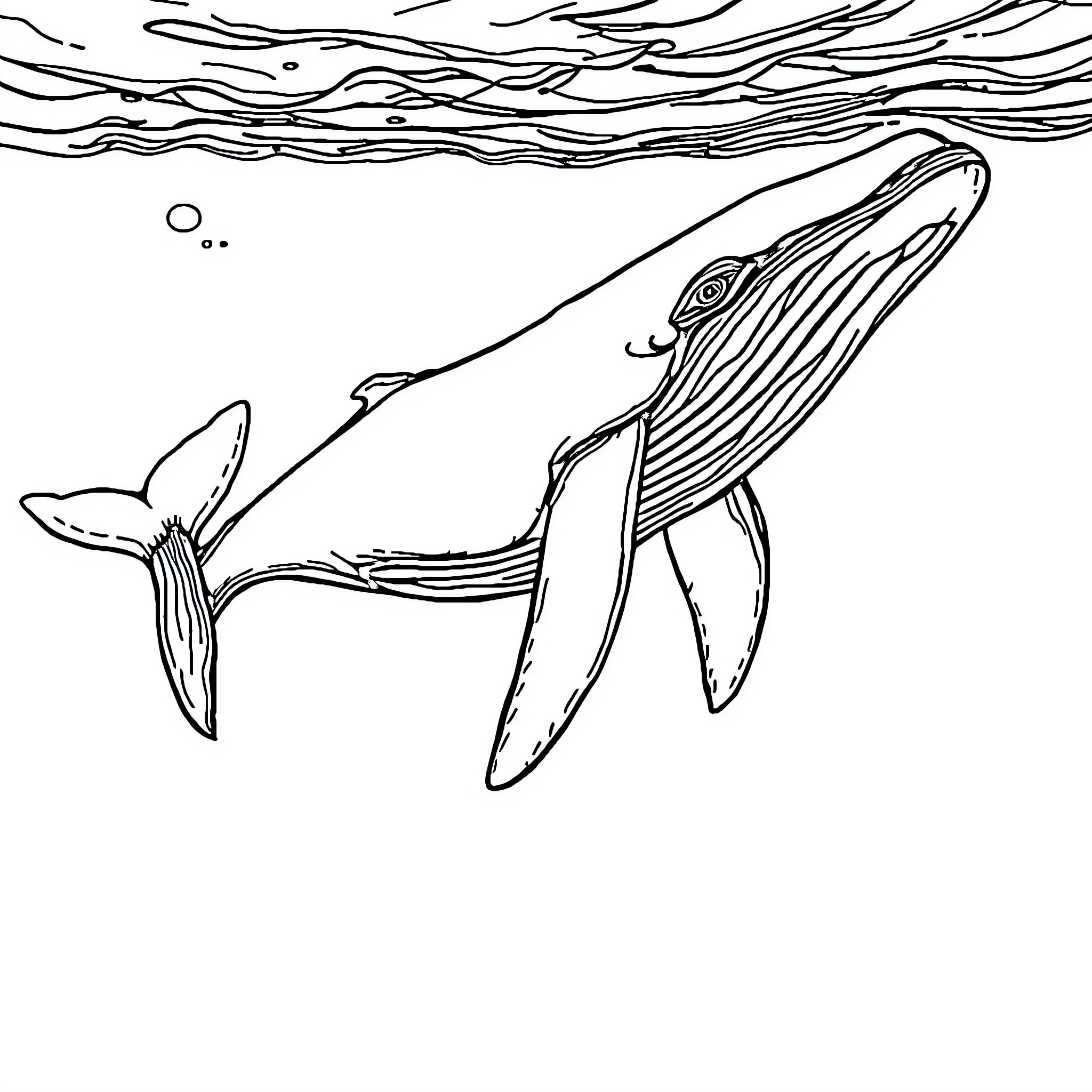 Blue Whale Gracefully Swimming Through Ocean Waves Coloring Page (free black-and-white line drawing printable PDF for all, from beginners to advanced learners, including children, teens, adults, and seniors)