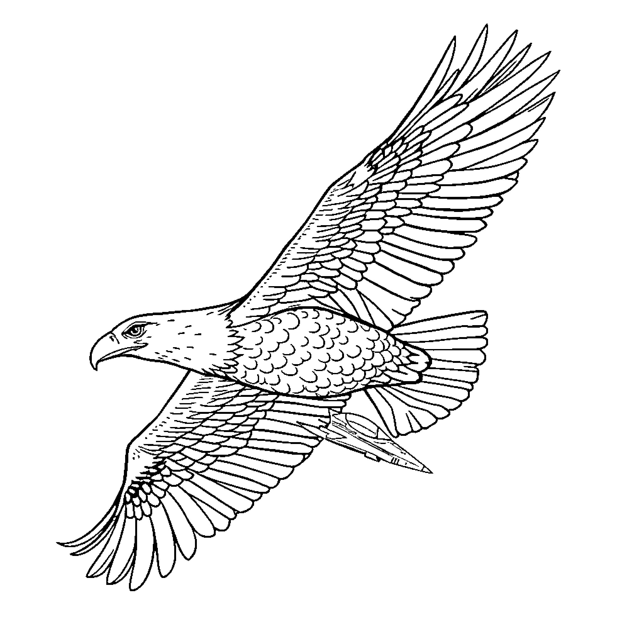 Eagle in flight with wings spread Coloring Page (free black-and-white line drawing printable PDF for all, from beginners to advanced learners, including children, teens, adults, and seniors)