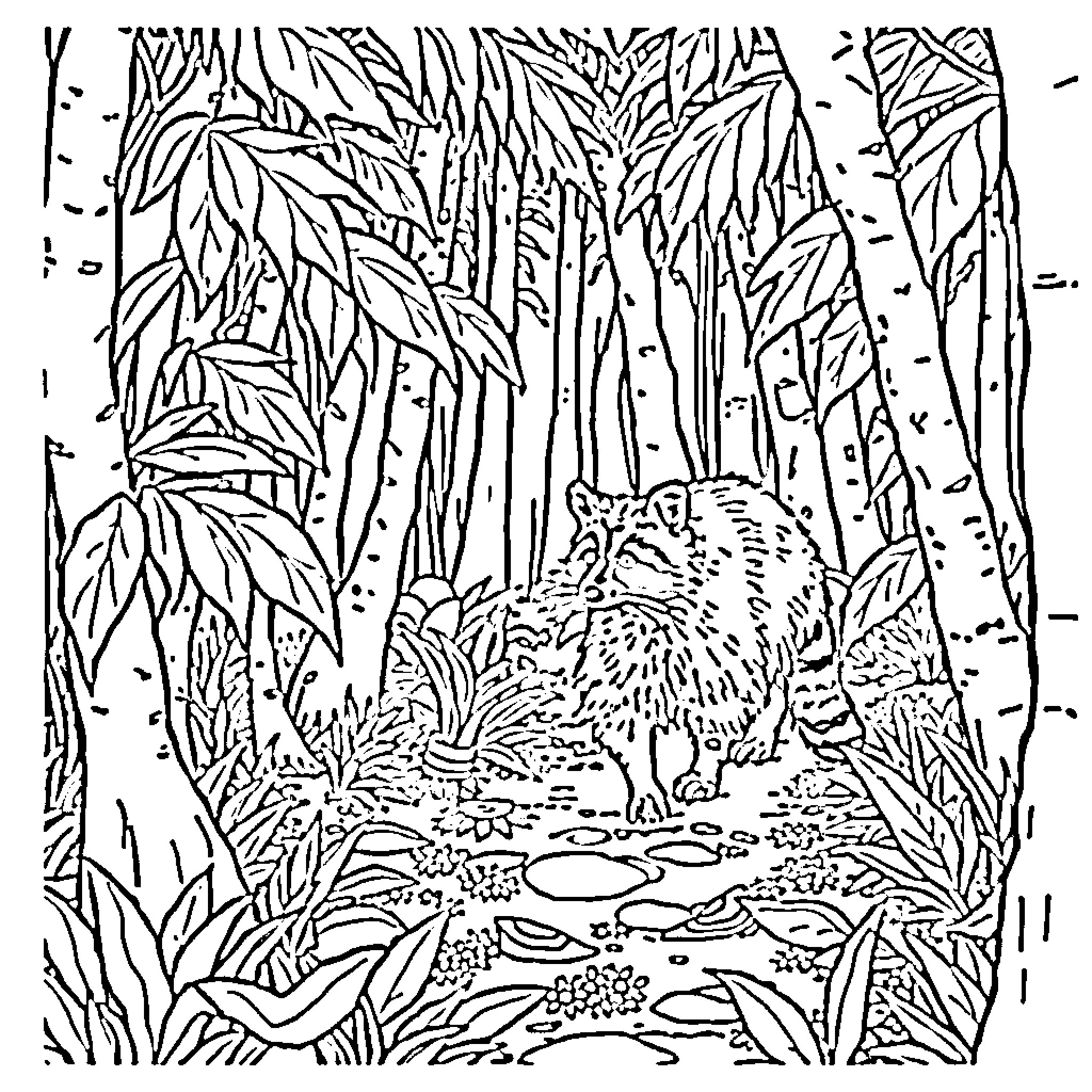 Raccoon exploring the lush forest landscape Coloring Page (free black-and-white line drawing printable PDF for all, from beginners to advanced learners, including children, teens, adults, and seniors)