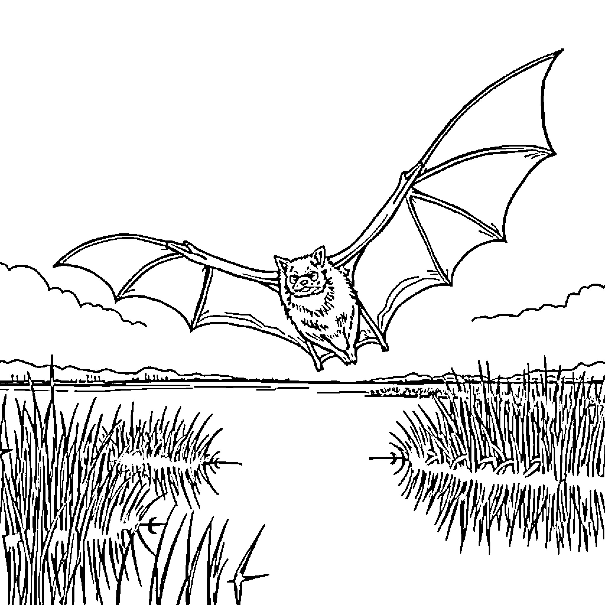 Bat flying over the pond Coloring Page (free black-and-white line drawing printable PDF for all, from beginners to advanced learners, including children, teens, adults, and seniors)