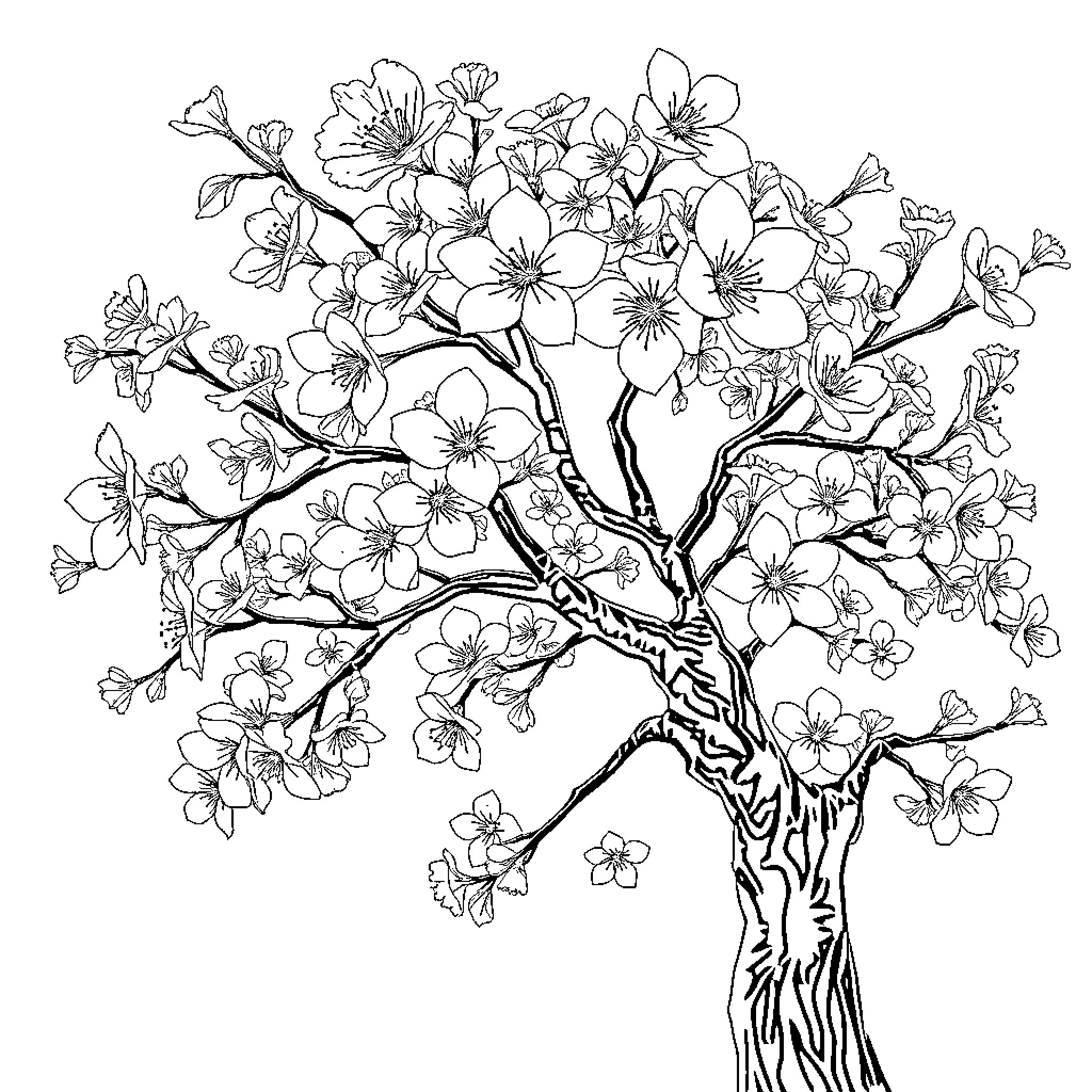 Cherry Blossom Tree in Full Bloom Coloring Page (free black-and-white line drawing printable PDF for all, from beginners to advanced learners, including children, teens, adults, and seniors)