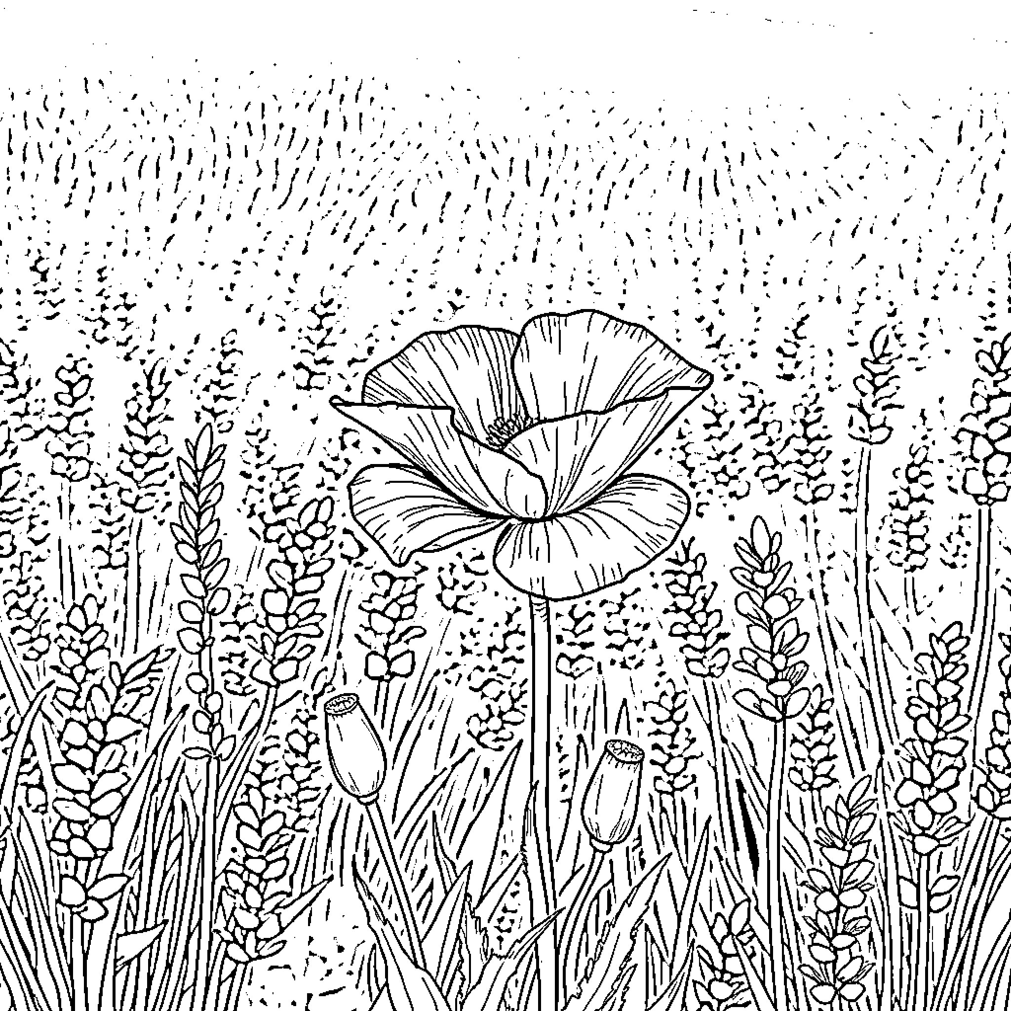Poppy flower blooming in a lush field Coloring Page (free black-and-white line drawing printable PDF for all, from beginners to advanced learners, including children, teens, adults, and seniors)