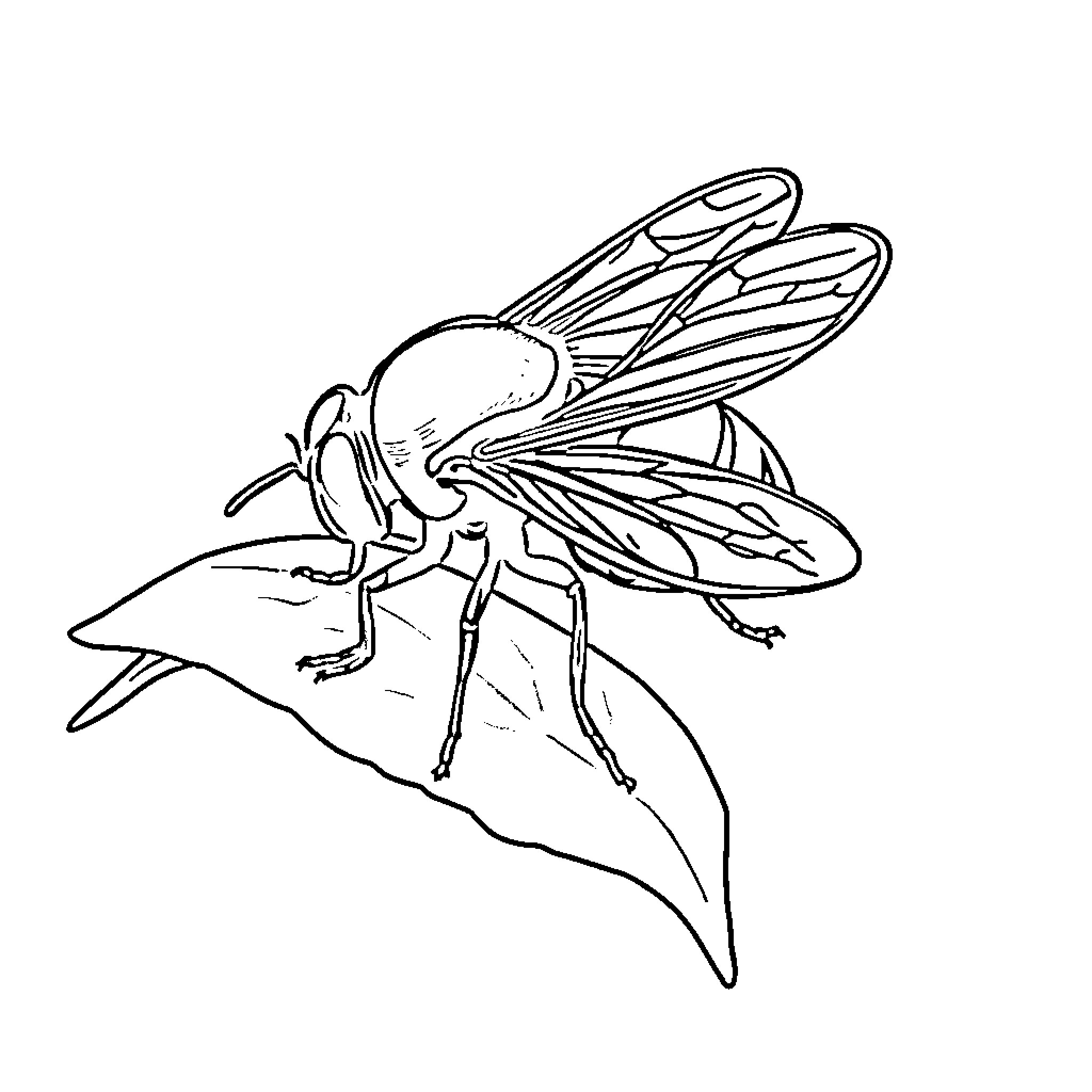Soldier Fly Perched on Leaf Coloring Page (free black-and-white line drawing printable PDF for all, from beginners to advanced learners, including children, teens, adults, and seniors)