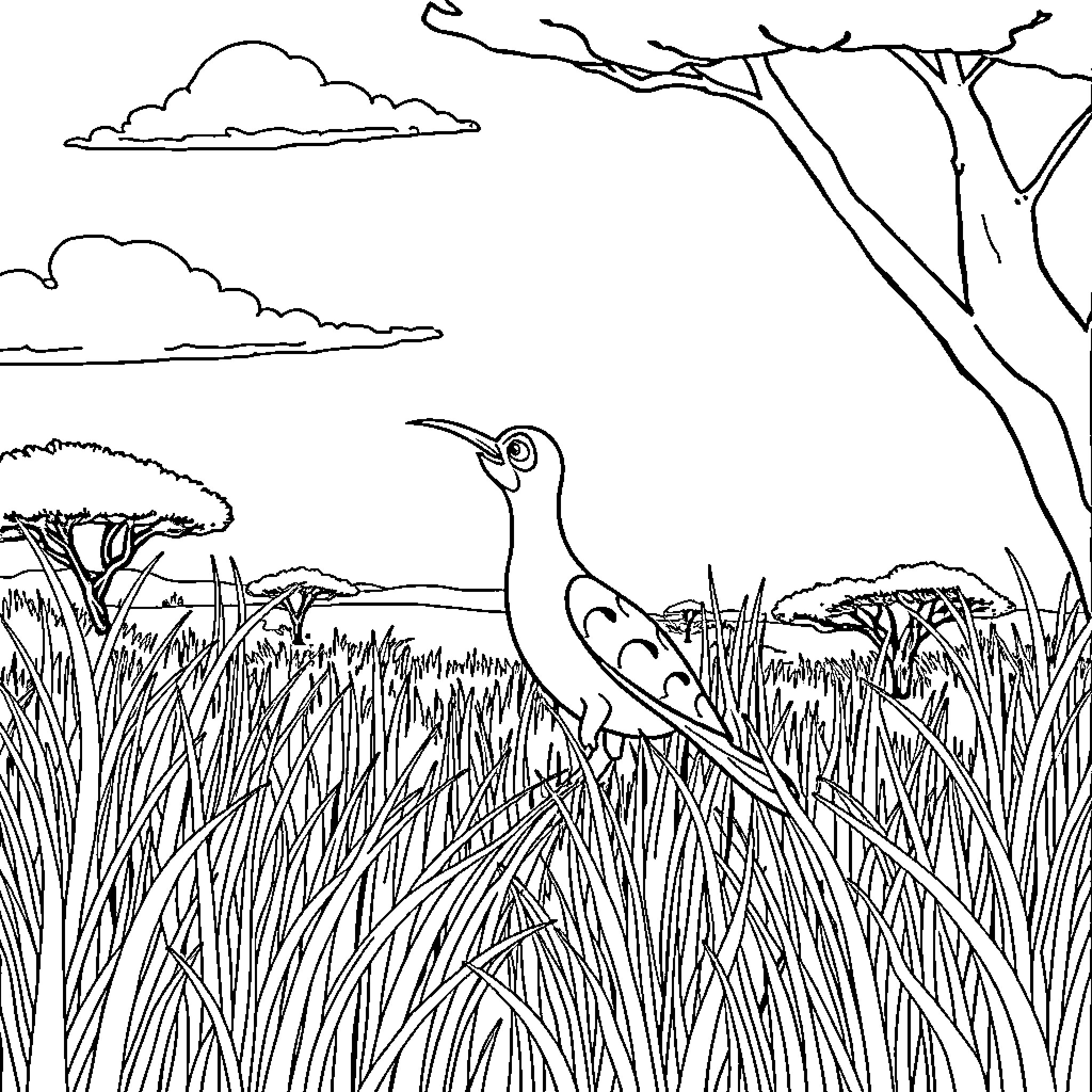 Pat Patrouille bird standing in the tall grass Coloring Page (free black-and-white line drawing printable PDF for all, from beginners to advanced learners, including children, teens, adults, and seniors)