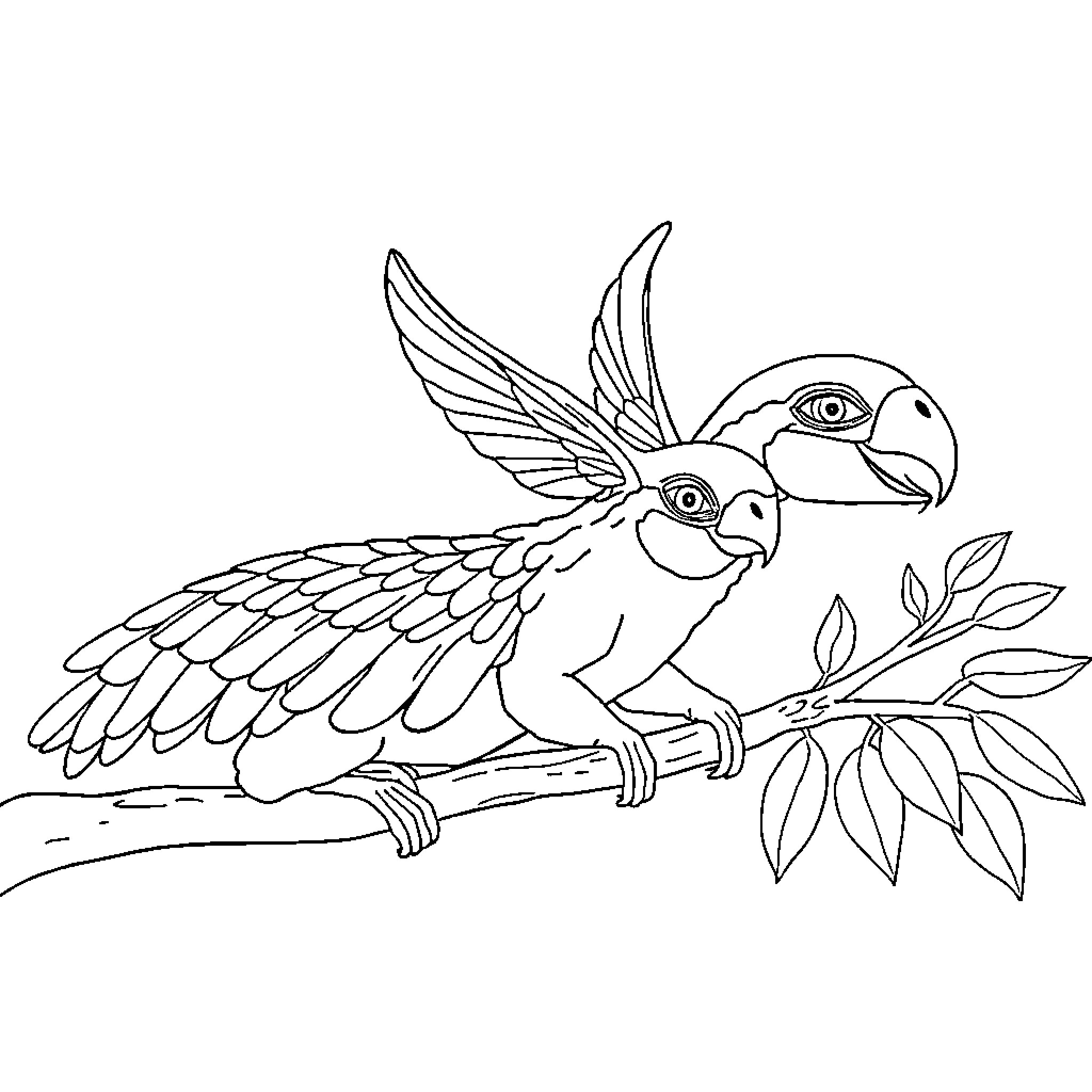 Animal pair of parrots perched on branch Coloring Page (free black-and-white line drawing printable PDF for all, from beginners to advanced learners, including children, teens, adults, and seniors)