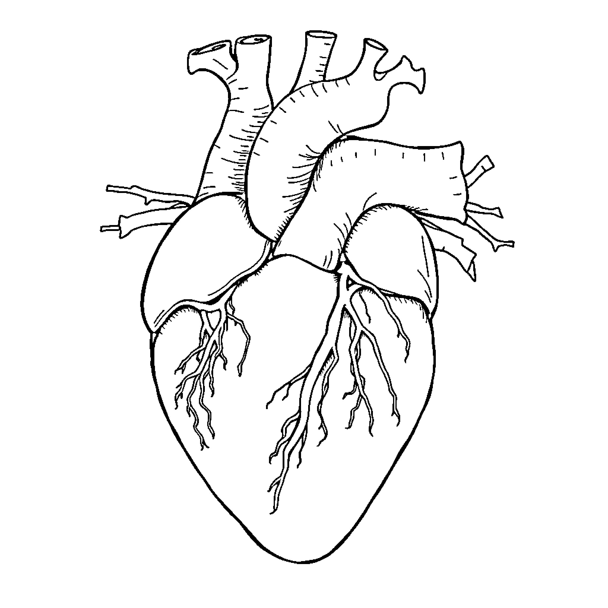 Heart of Anatomy Coloring Page (free black-and-white line drawing printable PDF for all, from beginners to advanced learners, including children, teens, adults, and seniors)