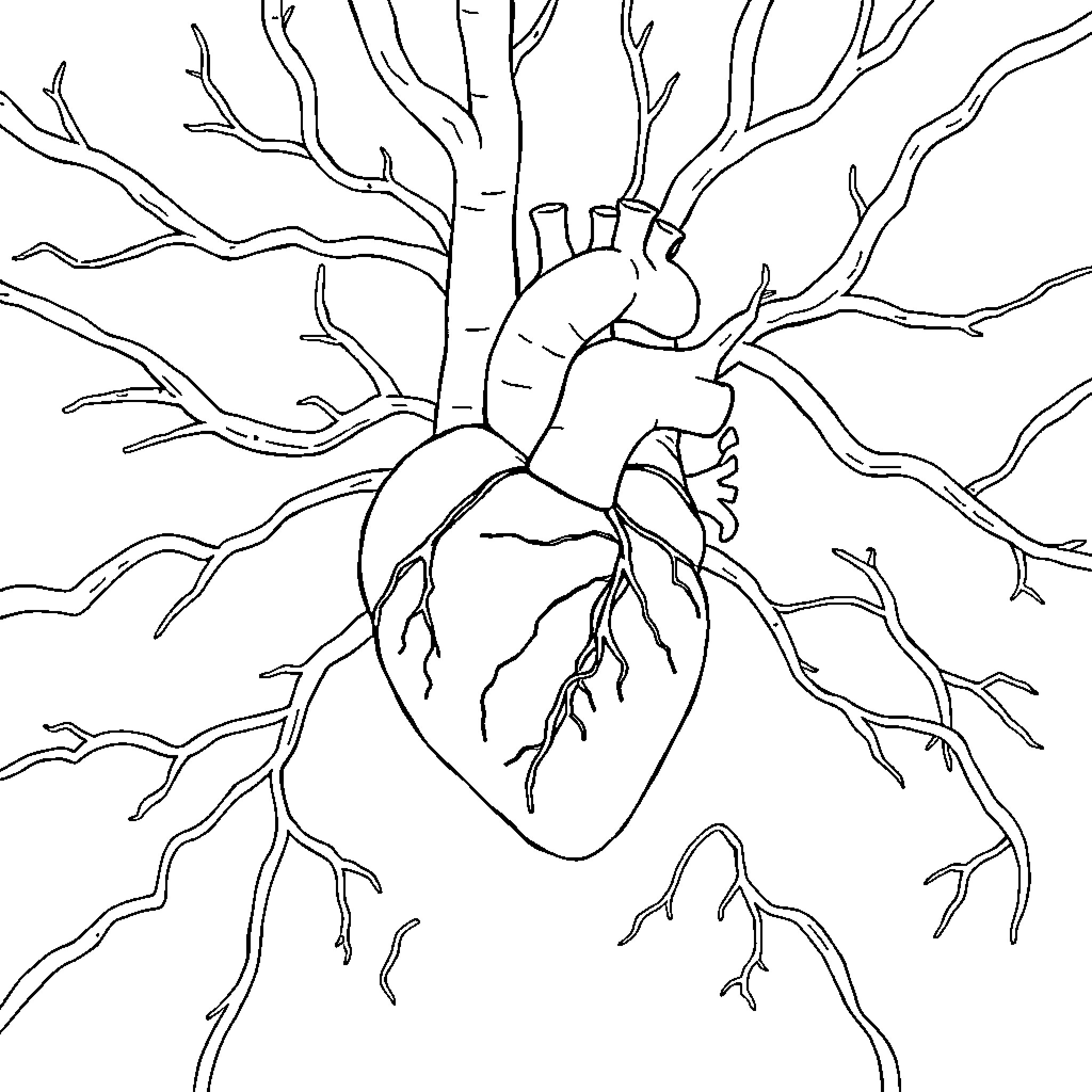 Cardiovascular System: Anatomical Heart Coloring Page (free black-and-white line drawing printable PDF for all, from beginners to advanced learners, including children, teens, adults, and seniors)