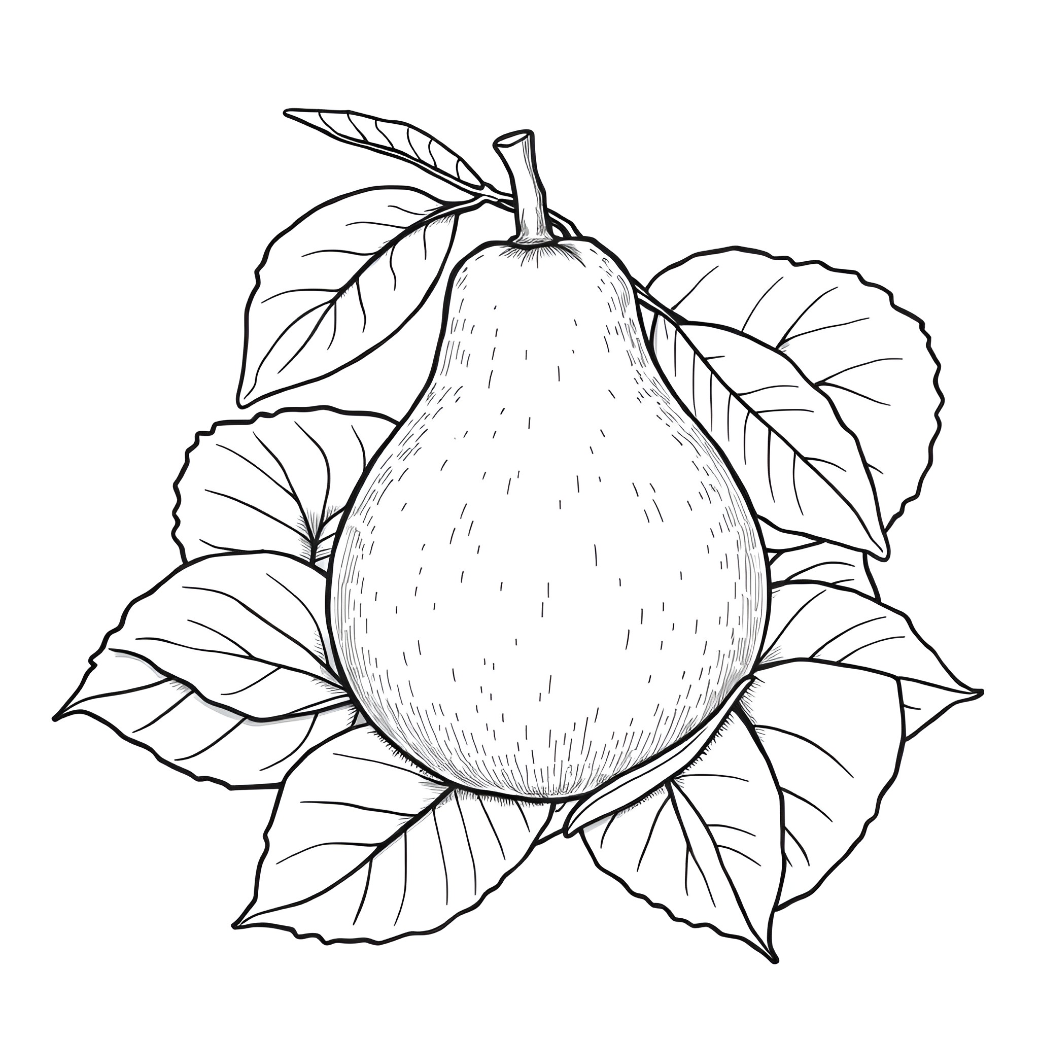 Guava fruit with lush leaves Coloring Page (free black-and-white line drawing printable PDF for all, from beginners to advanced learners, including children, teens, adults, and seniors)