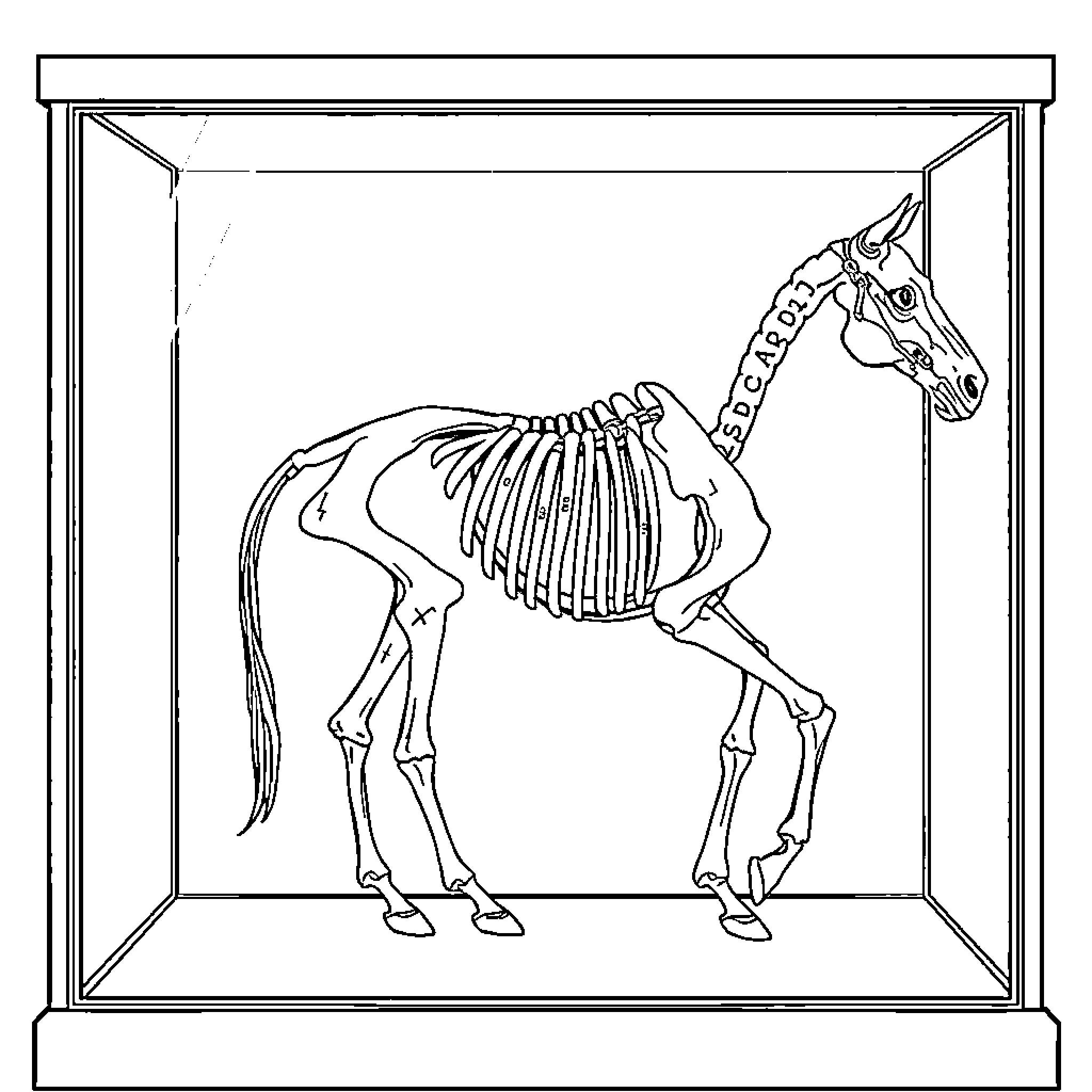 Horse skeleton on display in glass case Coloring Page (free black-and-white line drawing printable PDF for all, from beginners to advanced learners, including children, teens, adults, and seniors)