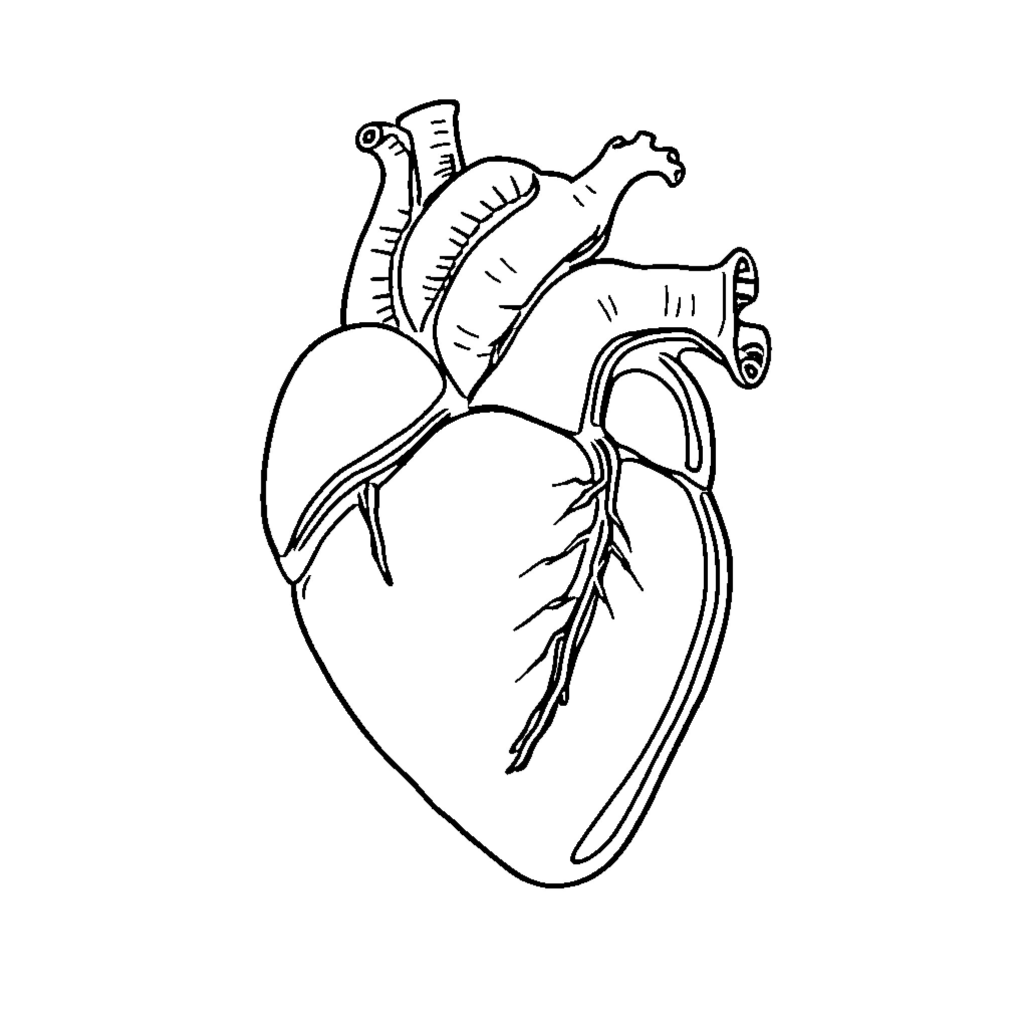 Heart Anatomy Diagram Coloring Page (free black-and-white line drawing printable PDF for all, from beginners to advanced learners, including children, teens, adults, and seniors)