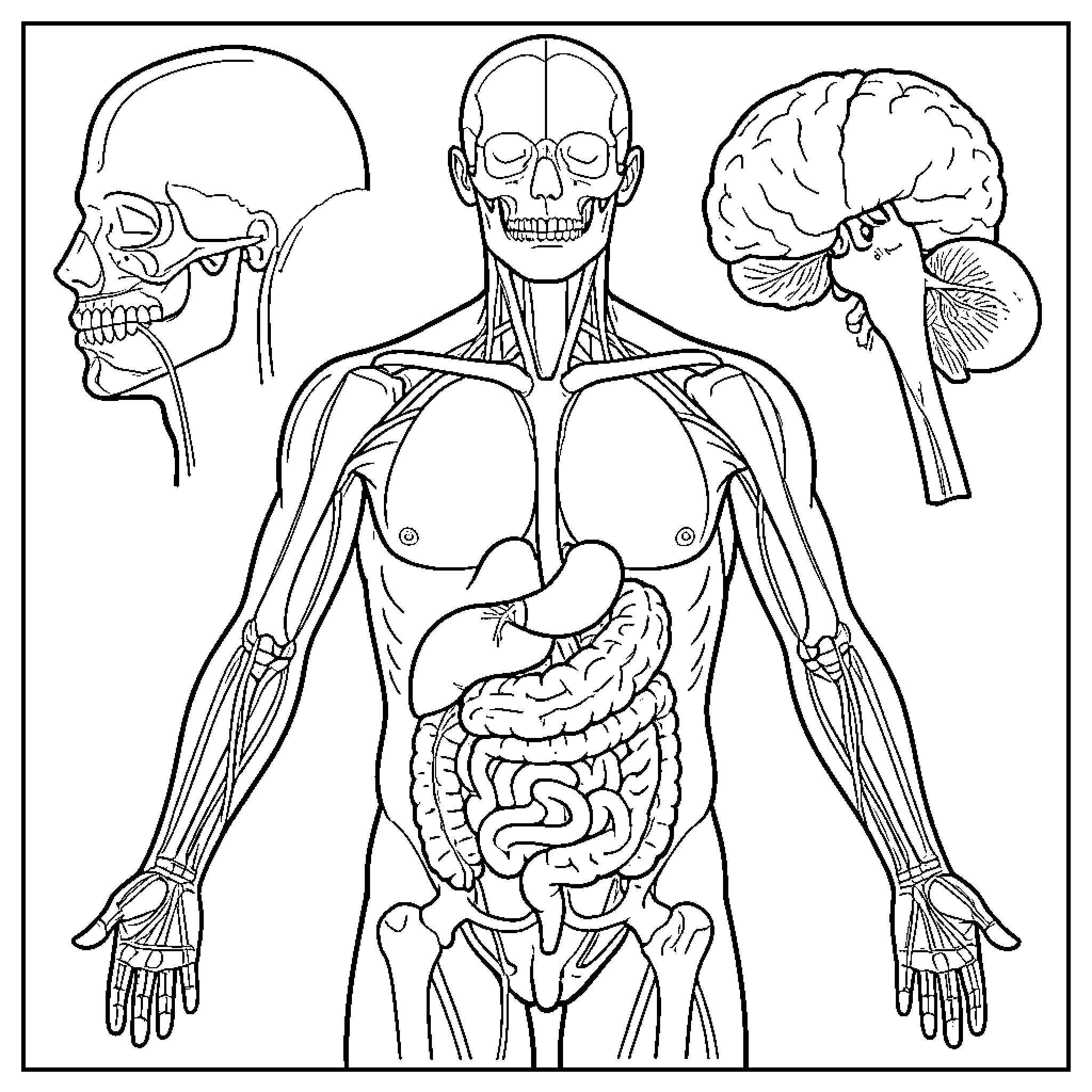 Anatomy study of human organs and skeletal structures Coloring Page (free black-and-white line drawing printable PDF for all, from beginners to advanced learners, including children, teens, adults, and seniors)
