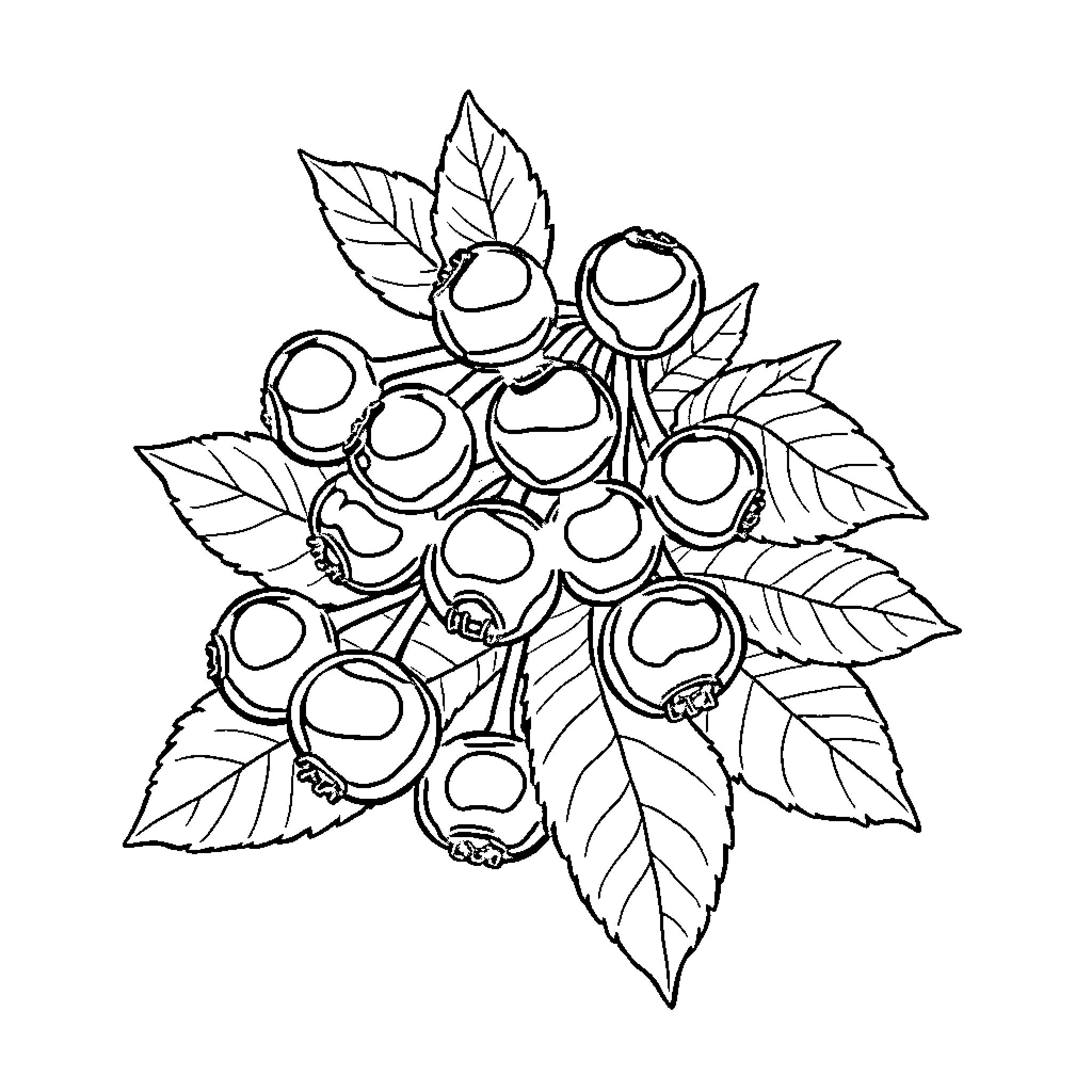 Berry Cluster of Fruits and Leaves Coloring Page (free black-and-white line drawing printable PDF for all, from beginners to advanced learners, including children, teens, adults, and seniors)