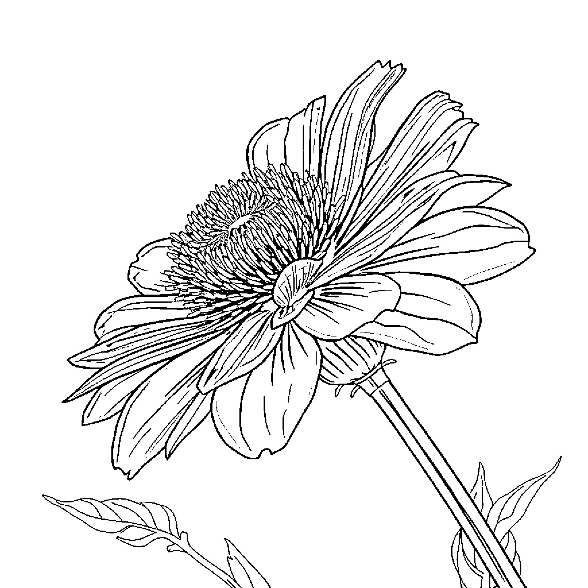 Cornflower blooming gracefully in the garden Coloring Page (free black-and-white line drawing printable PDF for all, from beginners to advanced learners, including children, teens, adults, and seniors)