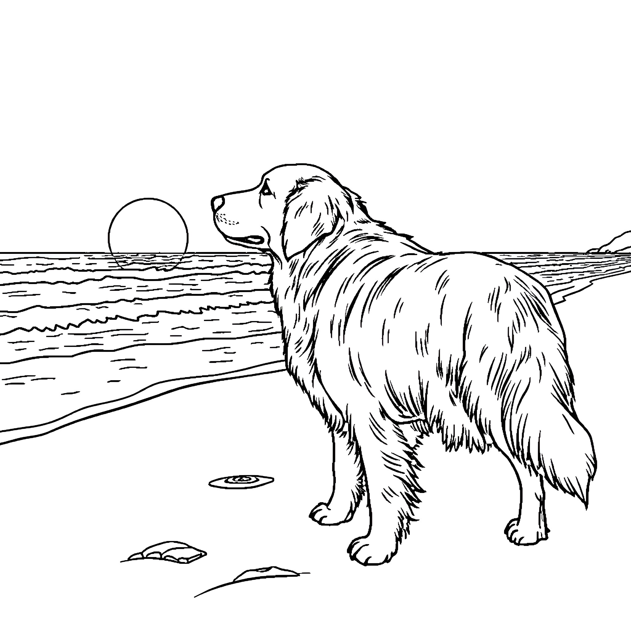 Golden Retriever looking into the sunset at the beach Coloring Page (free black-and-white line drawing printable PDF for all, from beginners to advanced learners, including children, teens, adults, and seniors)