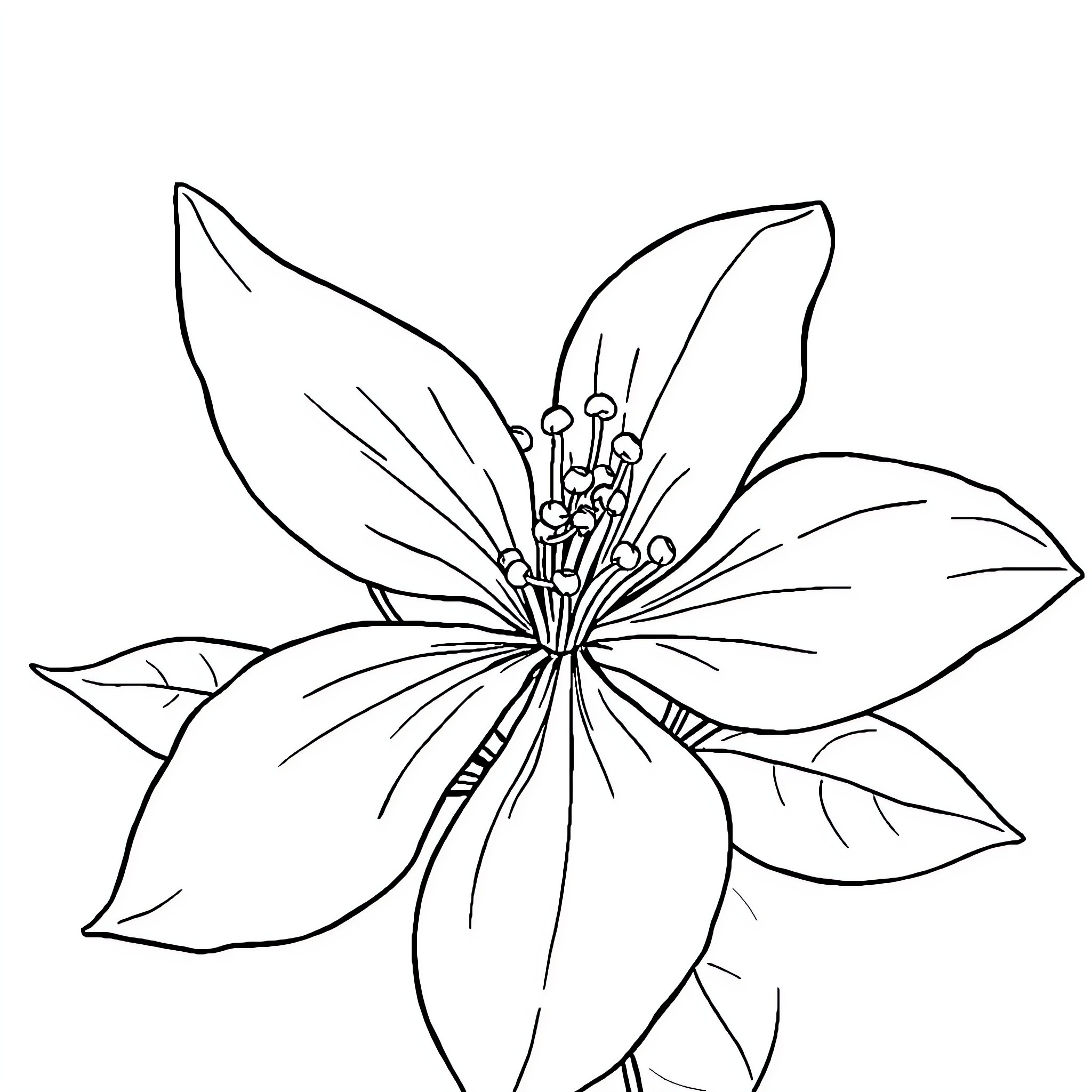 Jasmine's Delicate Flower Sketch Coloring Page (free black-and-white line drawing printable PDF for all, from beginners to advanced learners, including children, teens, adults, and seniors)
