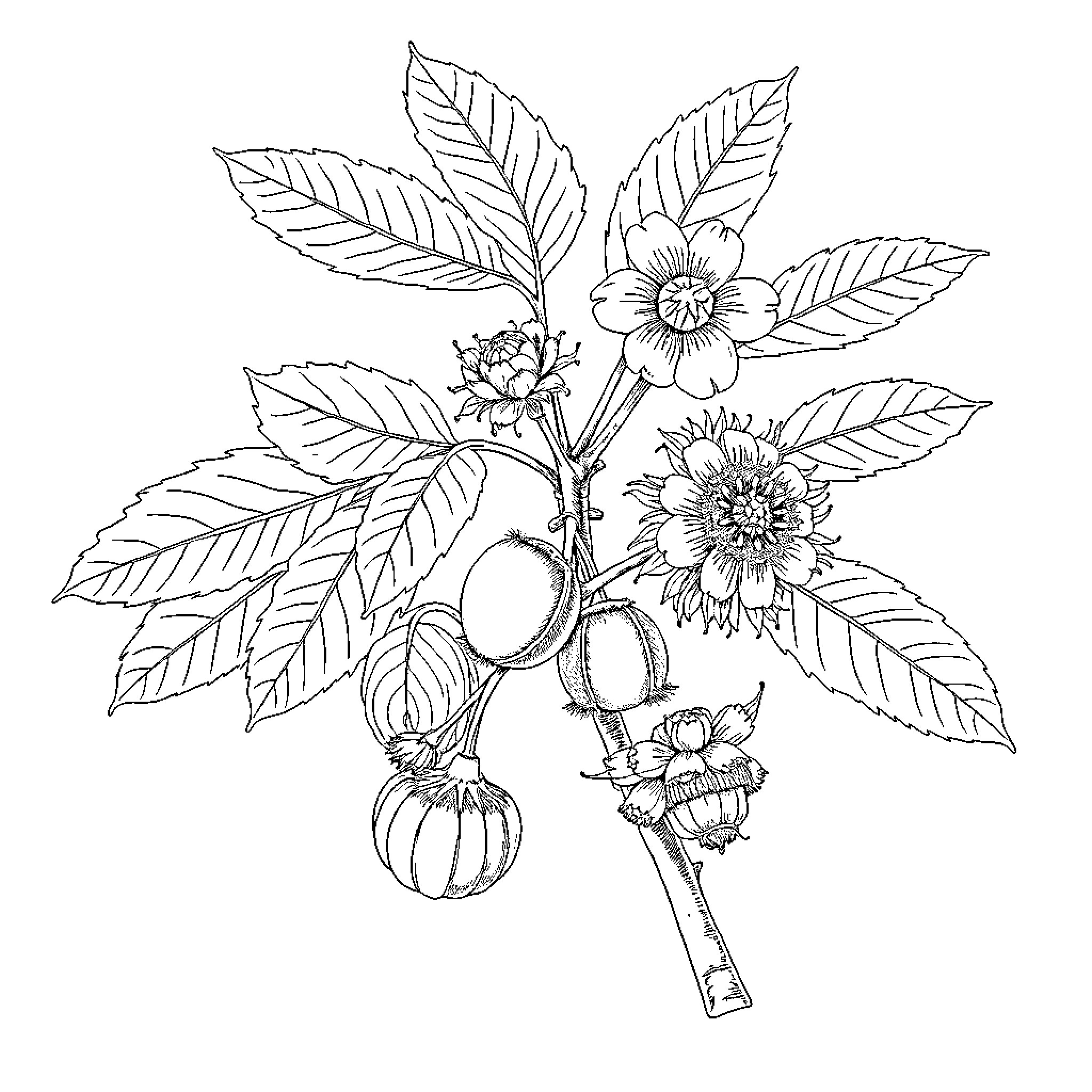 Chestnut tree with detailed flowers and leaves Coloring Page (free black-and-white line drawing printable PDF for all, from beginners to advanced learners, including children, teens, adults, and seniors)