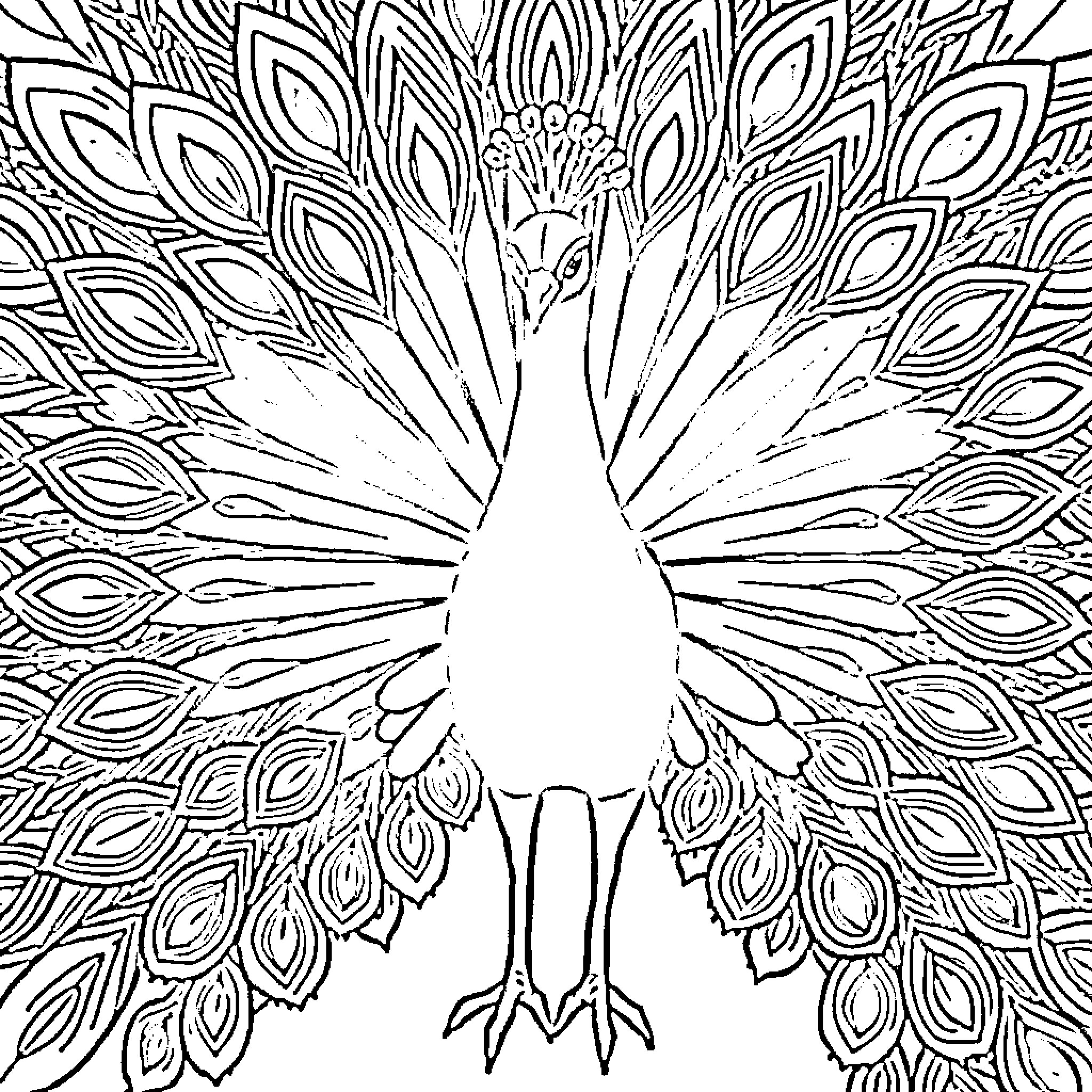 Peacock displaying its magnificent feathers Coloring Page (free black-and-white line drawing printable PDF for all, from beginners to advanced learners, including children, teens, adults, and seniors)