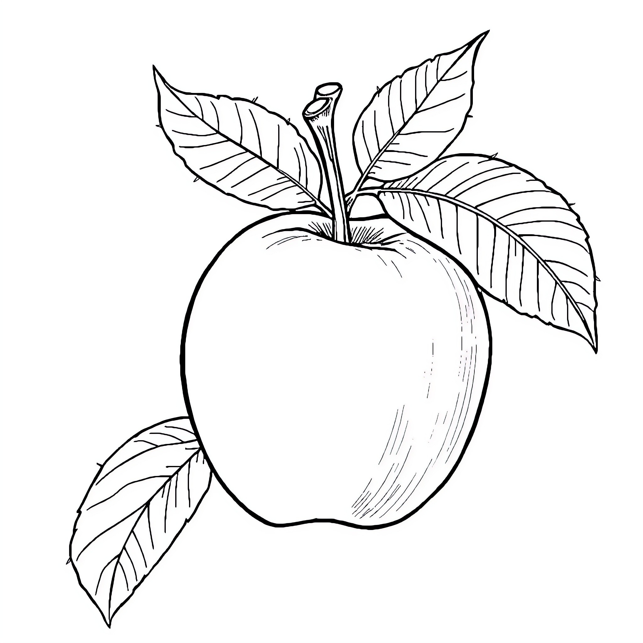 Apple with Detailed Leaves and Stem Coloring Page (free black-and-white line drawing printable PDF for all, from beginners to advanced learners, including children, teens, adults, and seniors)