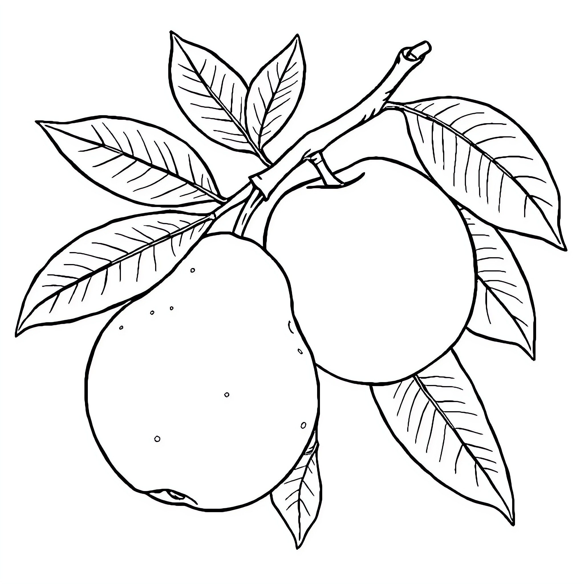 Fruit branch with leaves and blossoms Coloring Page (free black-and-white line drawing printable PDF for all, from beginners to advanced learners, including children, teens, adults, and seniors)