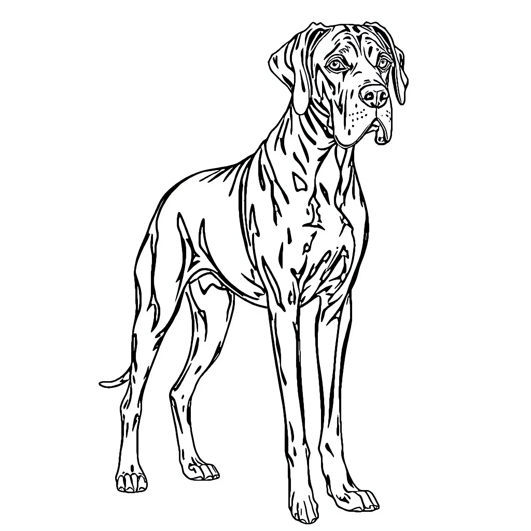Great Dane standing alert and focused Coloring Page (free black-and-white line drawing printable PDF for all, from beginners to advanced learners, including children, teens, adults, and seniors)