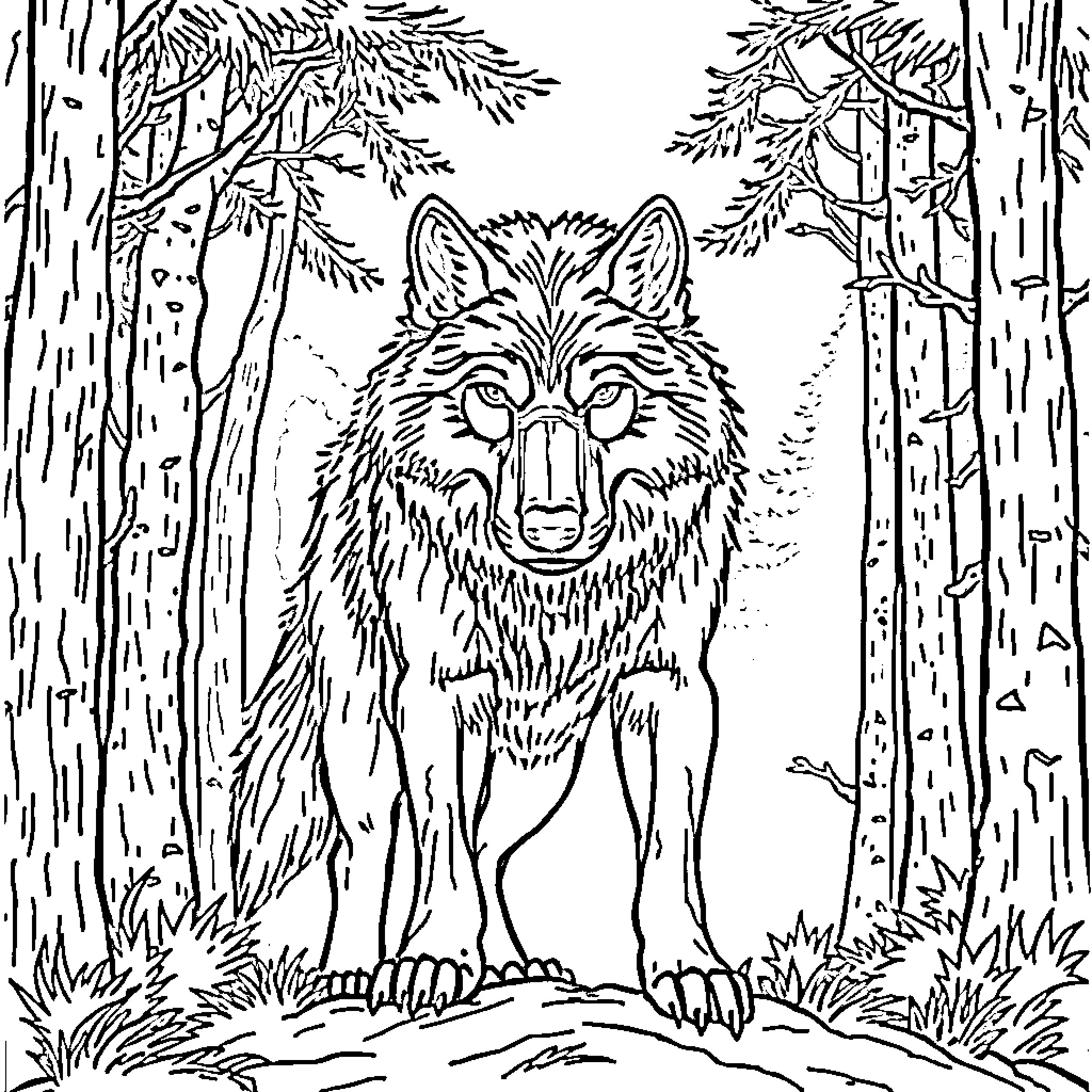 Wolf Gazing Intently in the Forested Scene Coloring Page (free black-and-white line drawing printable PDF for all, from beginners to advanced learners, including children, teens, adults, and seniors)