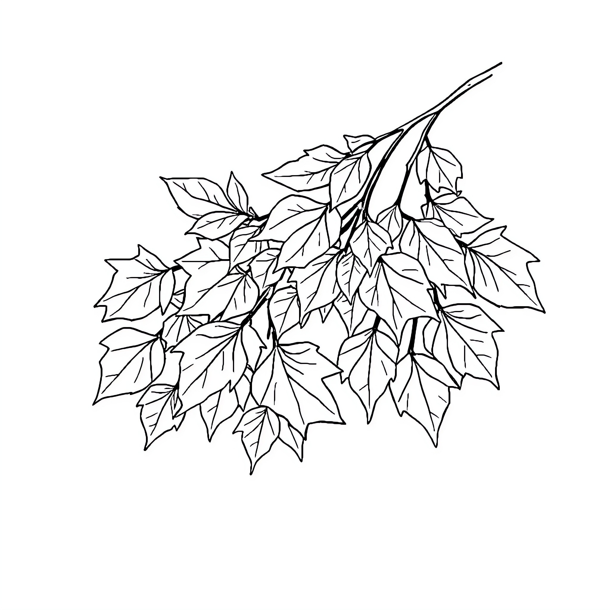 Leaf Branch with Detailed Foliage Coloring Page (free black-and-white line drawing printable PDF for all, from beginners to advanced learners, including children, teens, adults, and seniors)