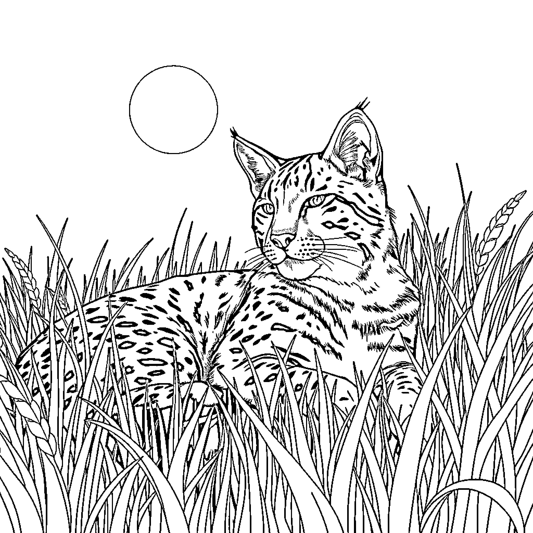 Bobcat Prowling Through Tall Grass Coloring Page (free black-and-white line drawing printable PDF for all, from beginners to advanced learners, including children, teens, adults, and seniors)