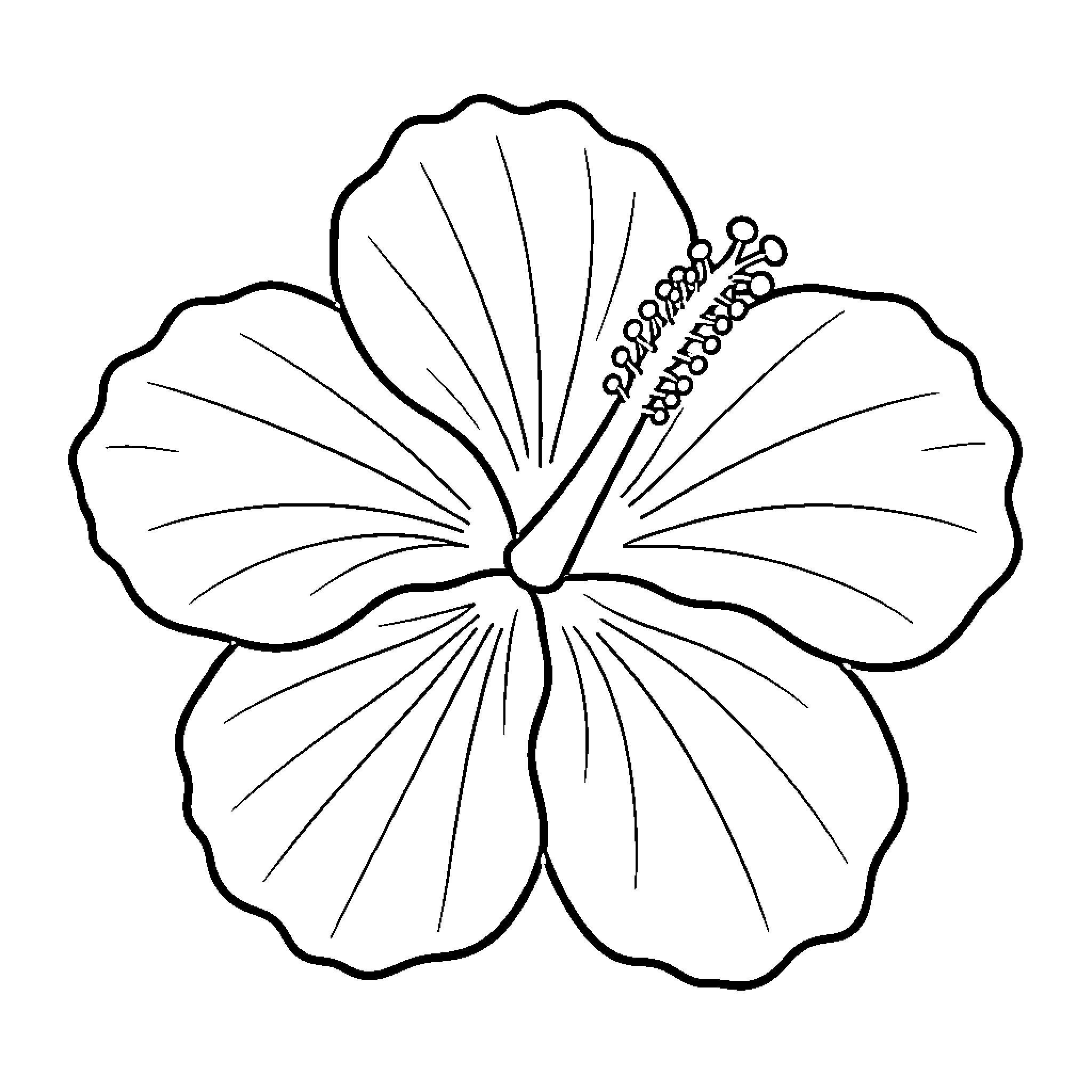 Hibiscus flower blooming with detailed petals and stamen Coloring Page (free black-and-white line drawing printable PDF for all, from beginners to advanced learners, including children, teens, adults, and seniors)
