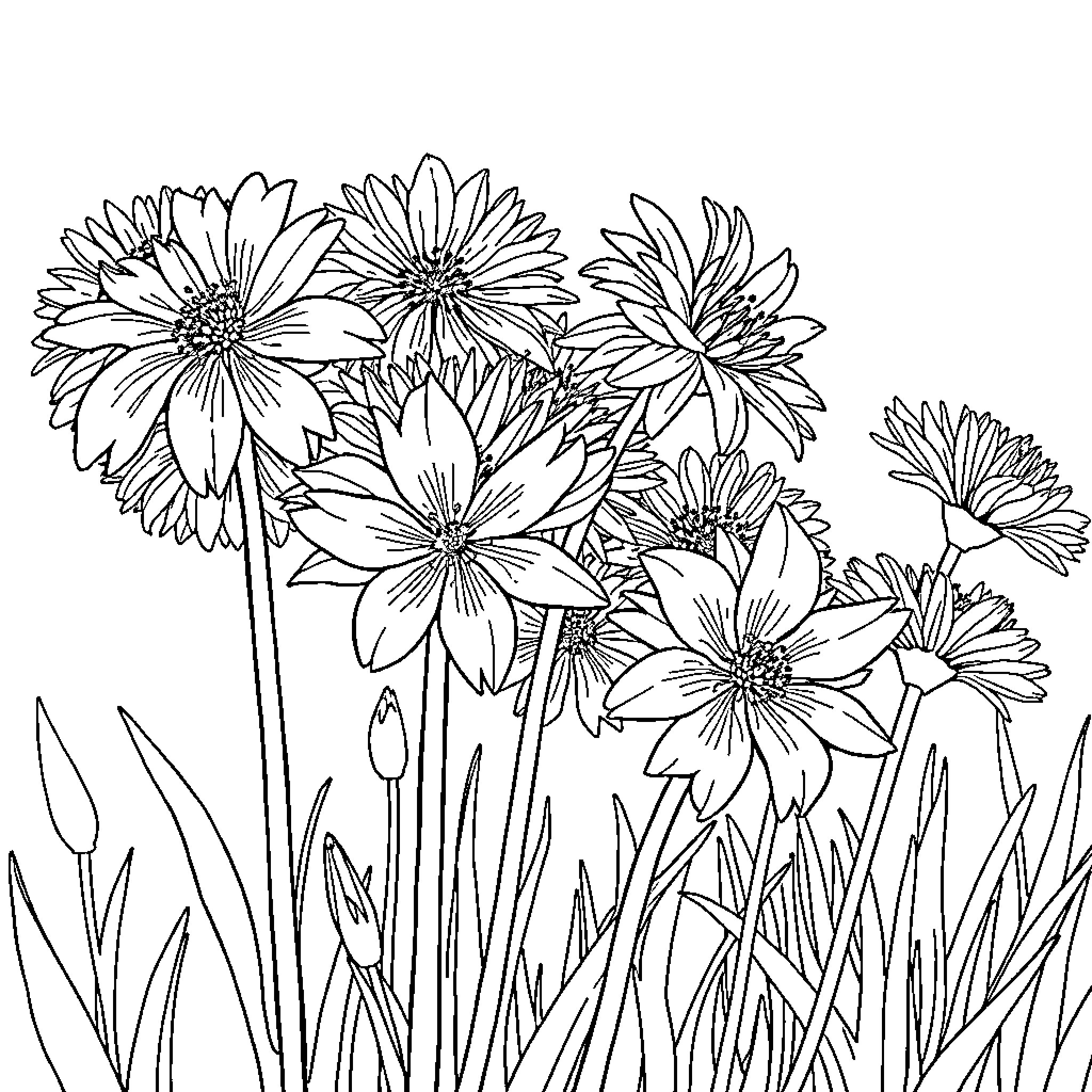 Allium Floral Abundance Coloring Page (free black-and-white line drawing printable PDF for all, from beginners to advanced learners, including children, teens, adults, and seniors)