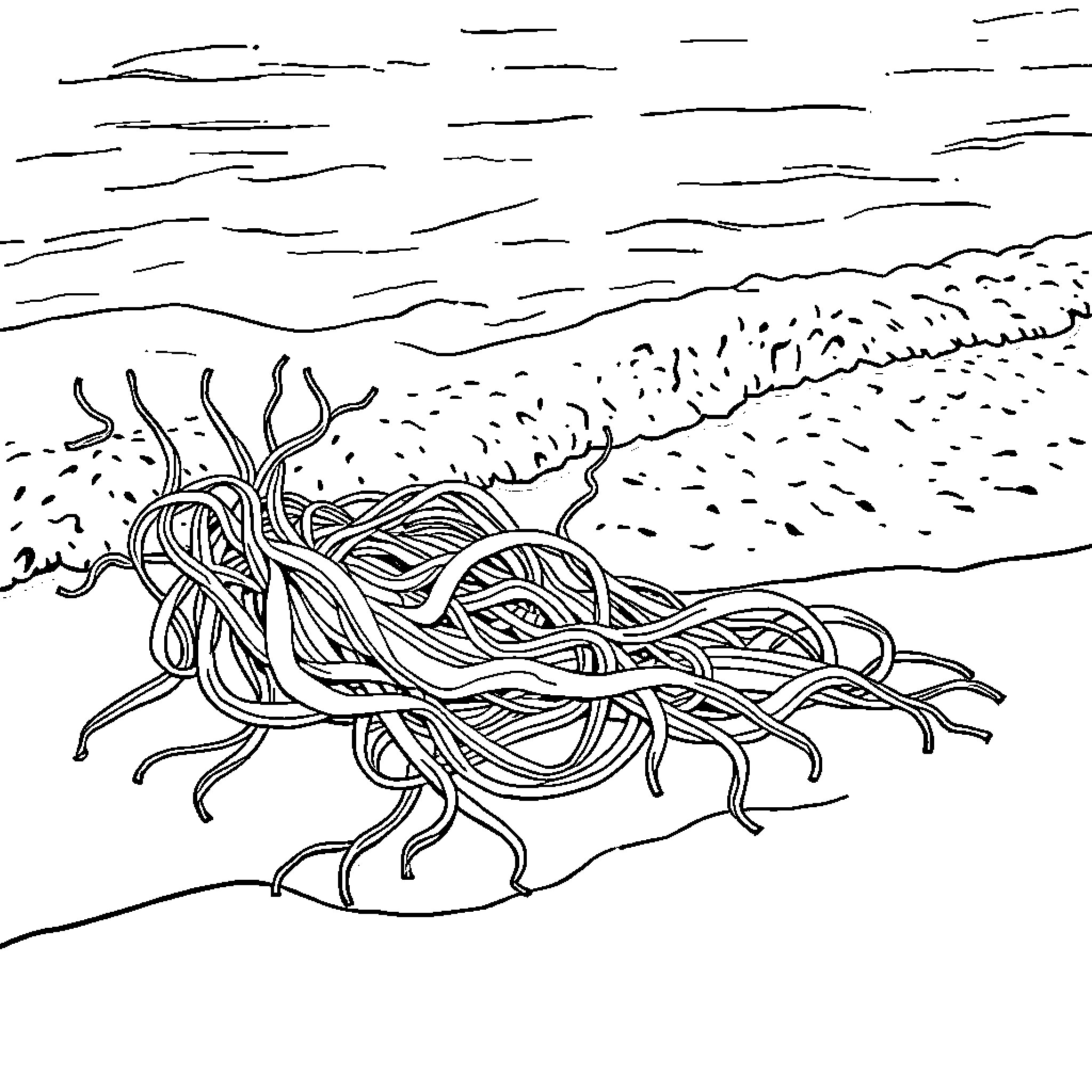 Seaweed crawling on the ocean floor Coloring Page (free black-and-white line drawing printable PDF for all, from beginners to advanced learners, including children, teens, adults, and seniors)