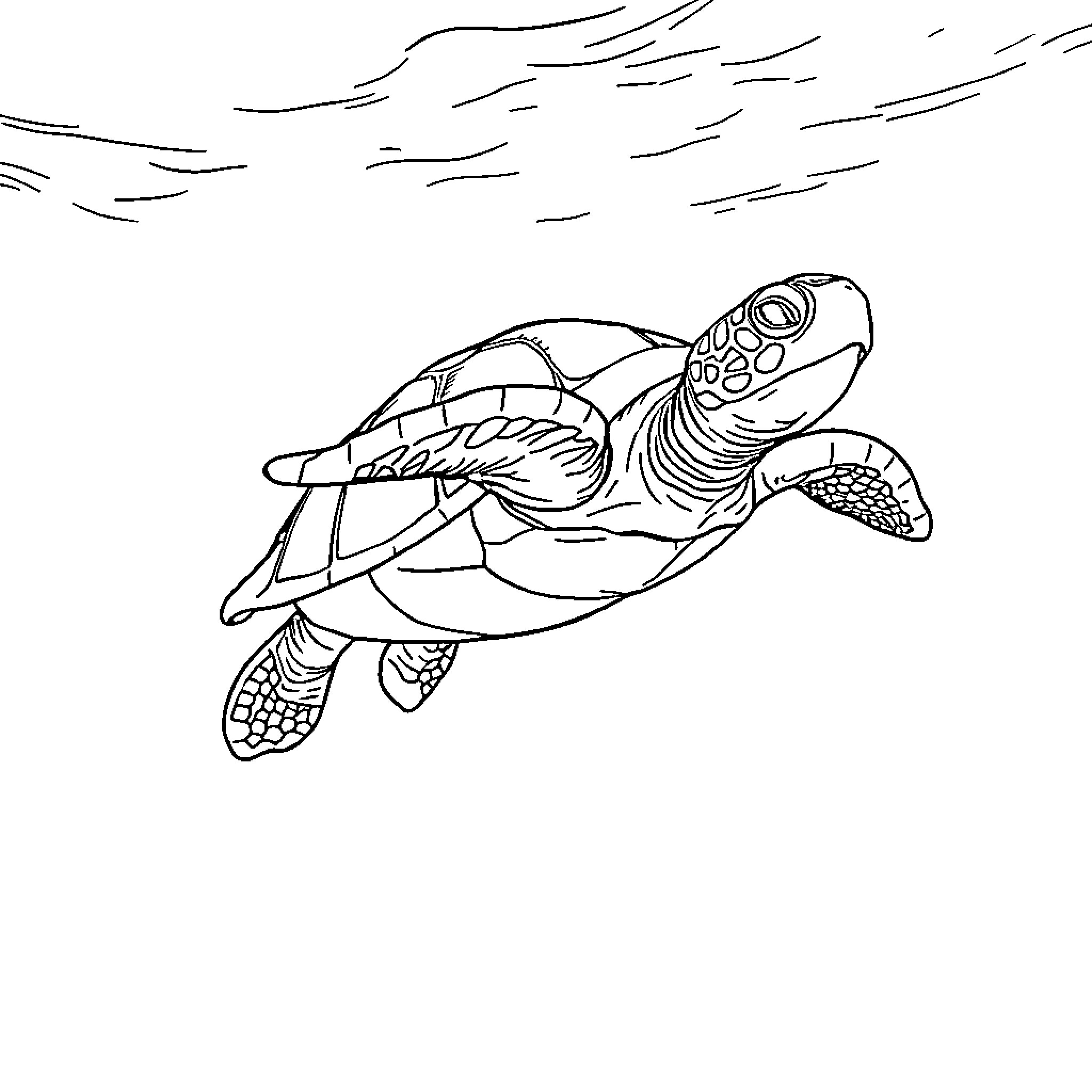 Turtle swimming gracefully in the ocean Coloring Page (free black-and-white line drawing printable PDF for all, from beginners to advanced learners, including children, teens, adults, and seniors)