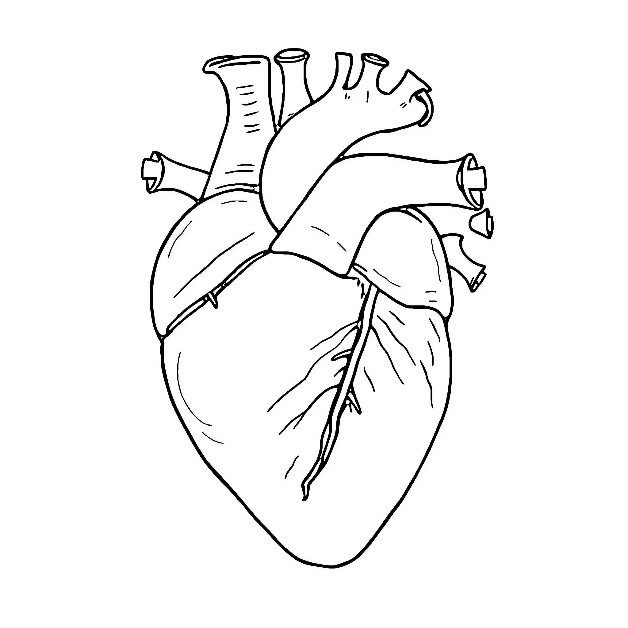 Heart's Intricate Anatomy Coloring Page (free black-and-white line drawing printable PDF for all, from beginners to advanced learners, including children, teens, adults, and seniors)