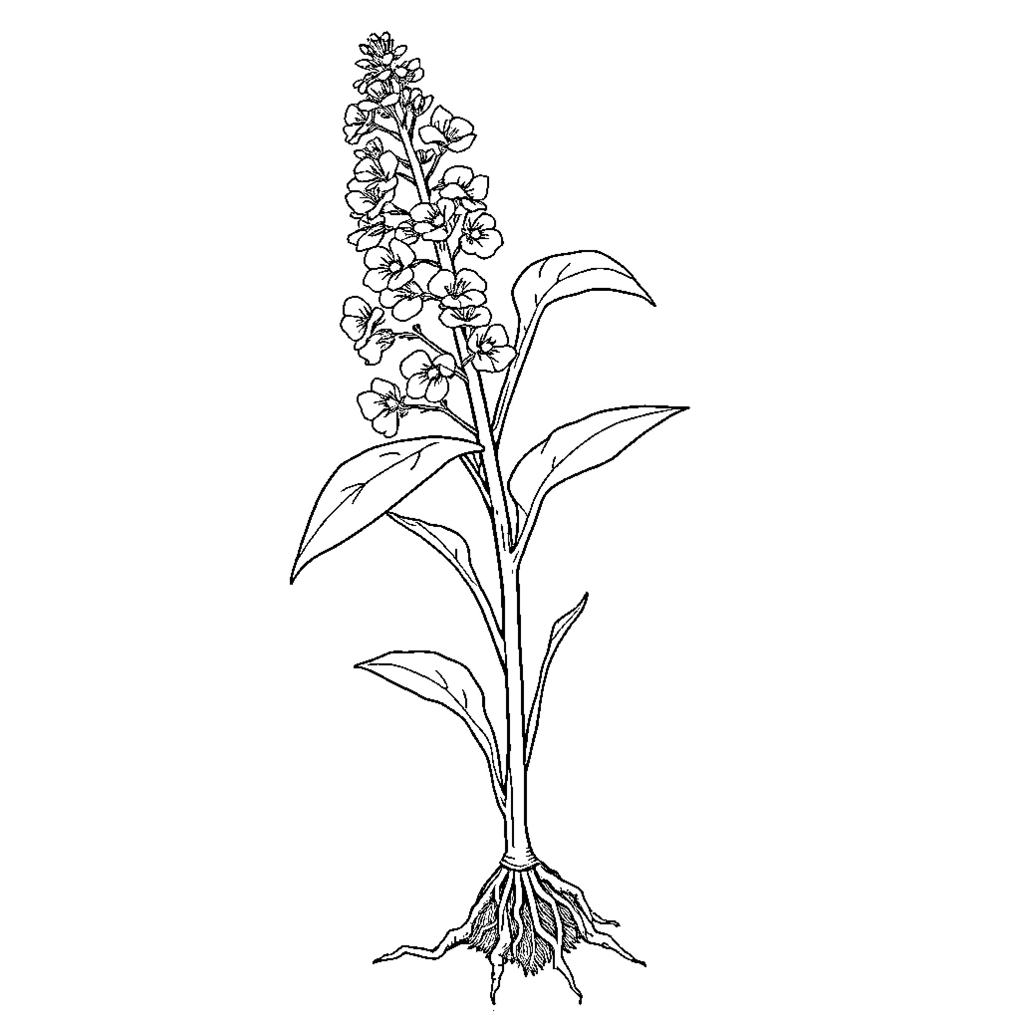 Mustard Plant with Detailed Botanical Illustration Coloring Page (free black-and-white line drawing printable PDF for all, from beginners to advanced learners, including children, teens, adults, and seniors)