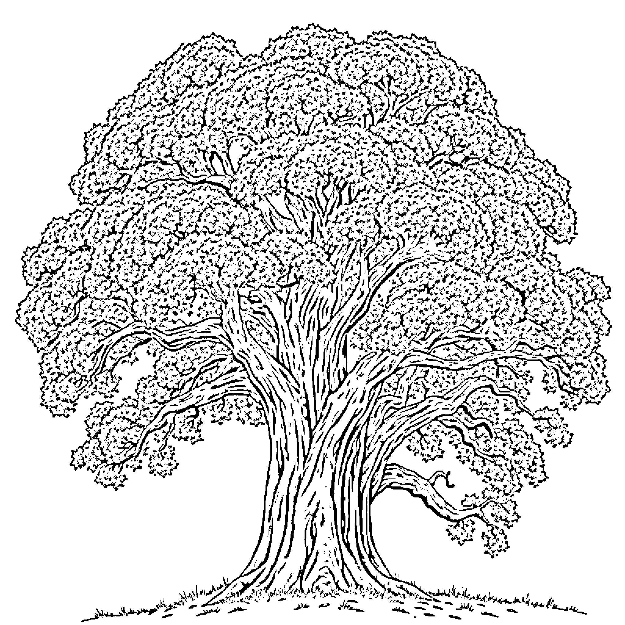 Oak tree in detailed outline Coloring Page (free black-and-white line drawing printable PDF for all, from beginners to advanced learners, including children, teens, adults, and seniors)