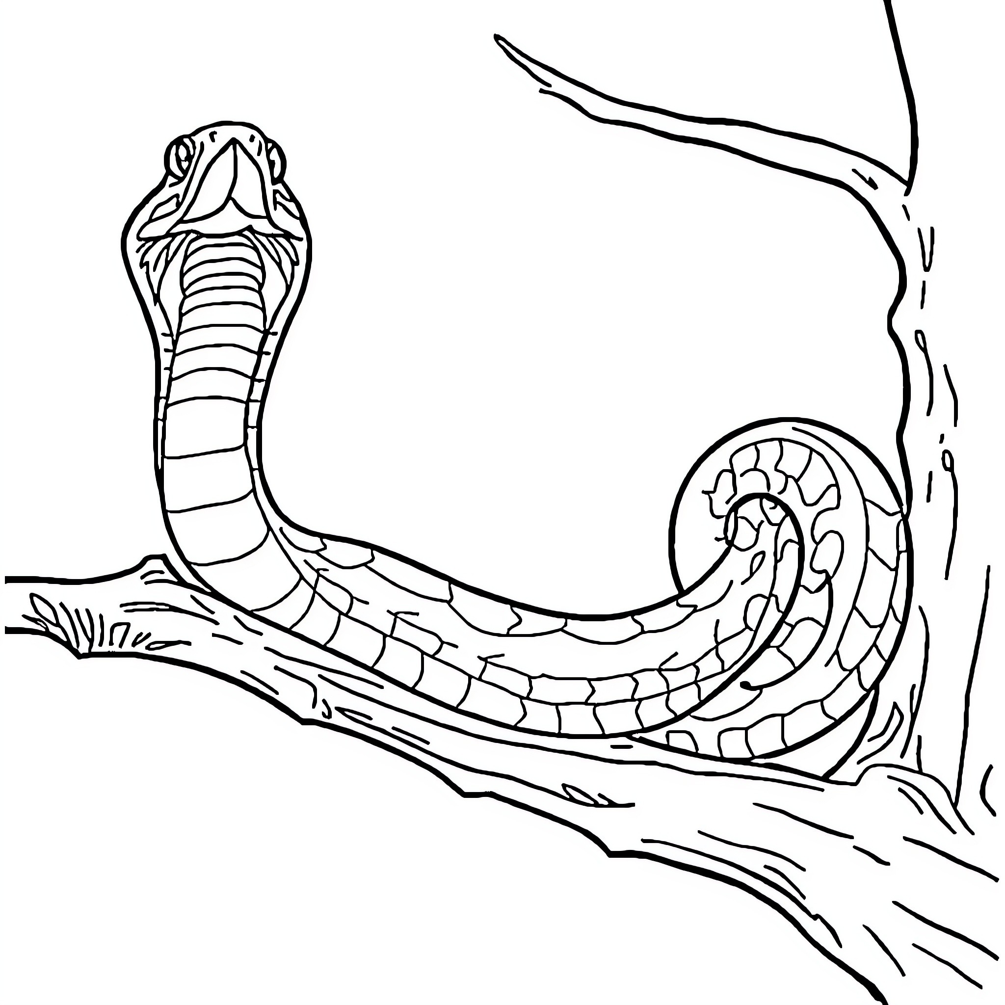 Snake striking aggressively on tree branch Coloring Page (free black-and-white line drawing printable PDF for all, from beginners to advanced learners, including children, teens, adults, and seniors)