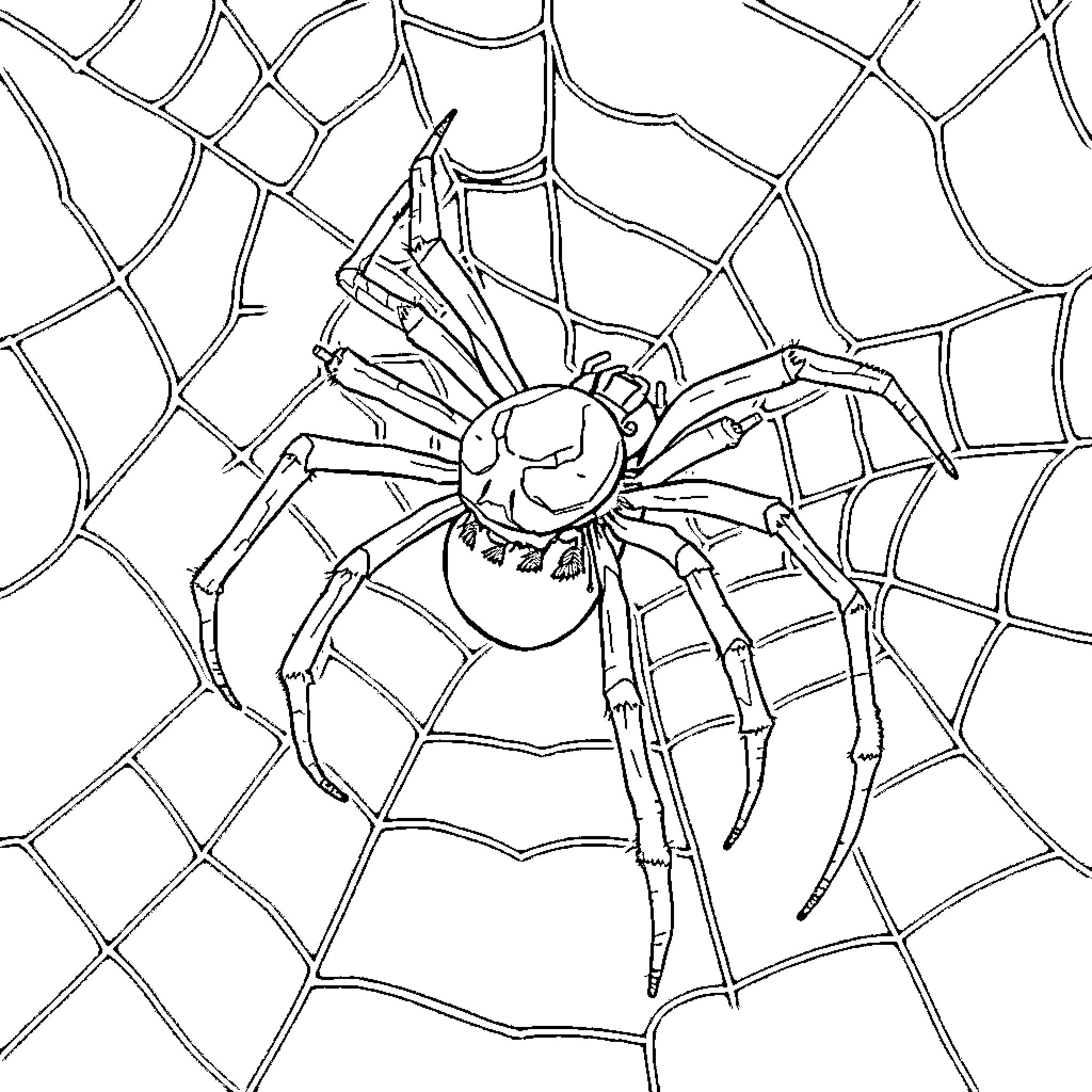 Black Widow spider on a detailed web Coloring Page (free black-and-white line drawing printable PDF for all, from beginners to advanced learners, including children, teens, adults, and seniors)