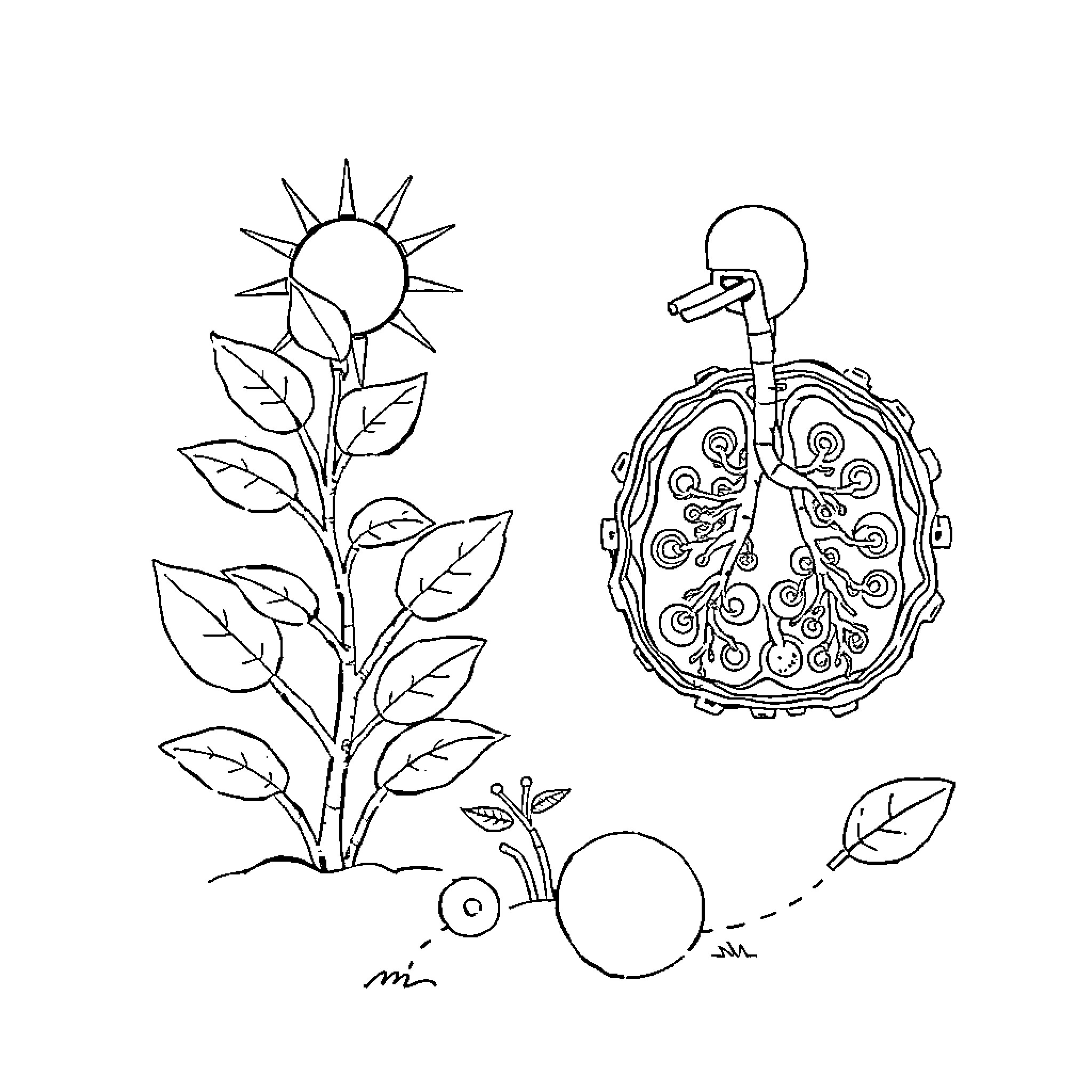 Photosynthesis: Artistic Depiction of Nature's Processes Coloring Page (free black-and-white line drawing printable PDF for all, from beginners to advanced learners, including children, teens, adults, and seniors)