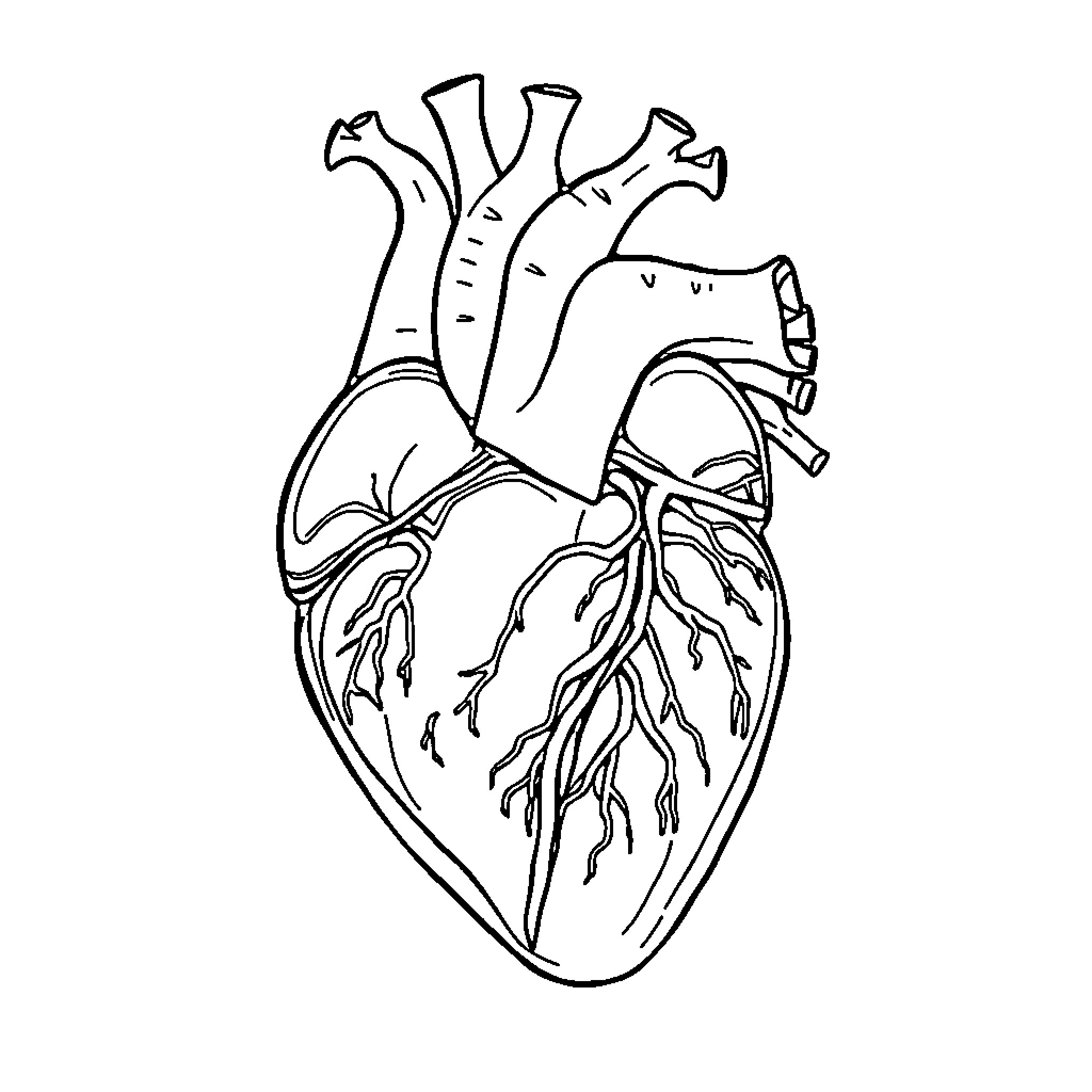 Heart Anatomy Illustration Coloring Page (free black-and-white line drawing printable PDF for all, from beginners to advanced learners, including children, teens, adults, and seniors)