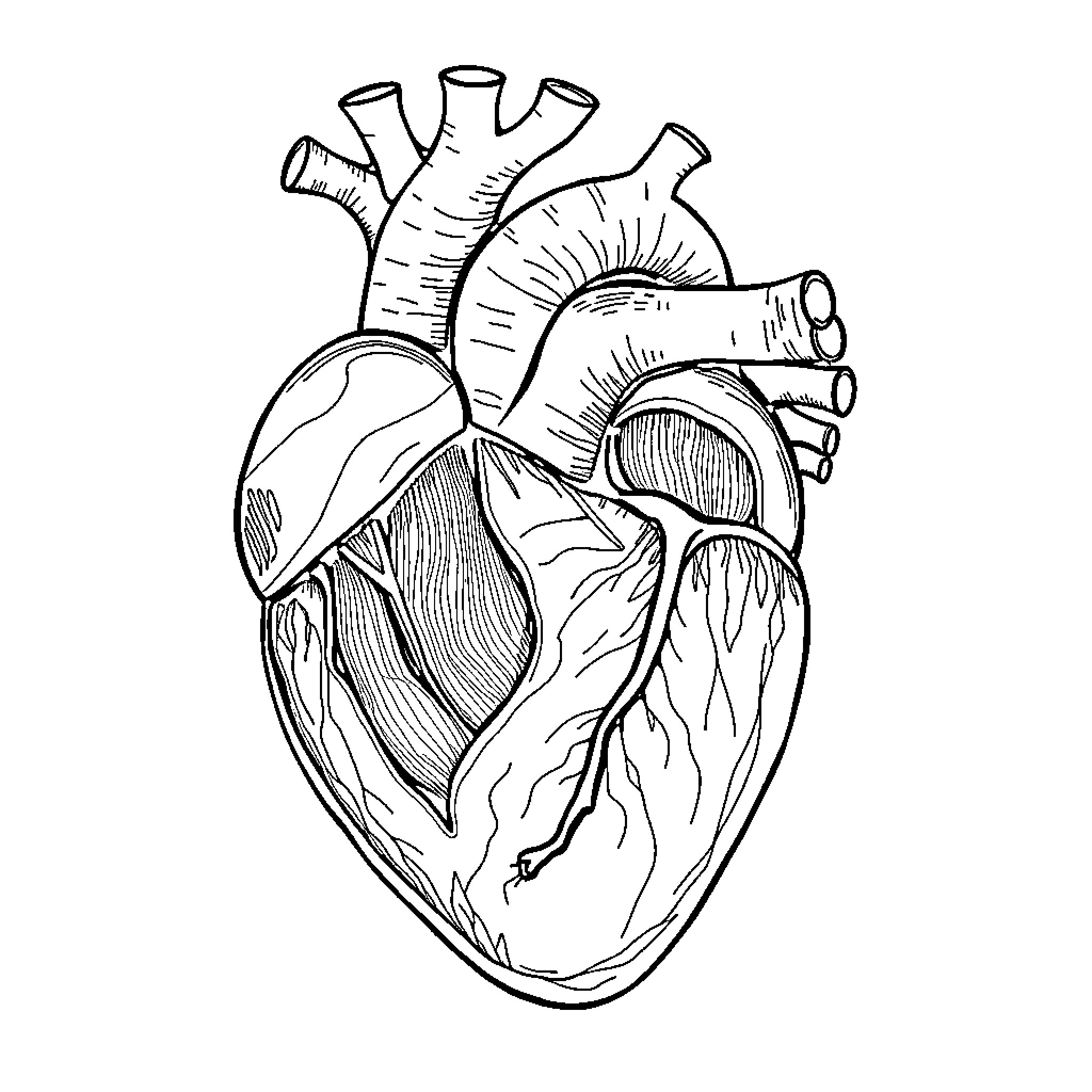Heart of Life Coloring Page (free black-and-white line drawing printable PDF for all, from beginners to advanced learners, including children, teens, adults, and seniors)