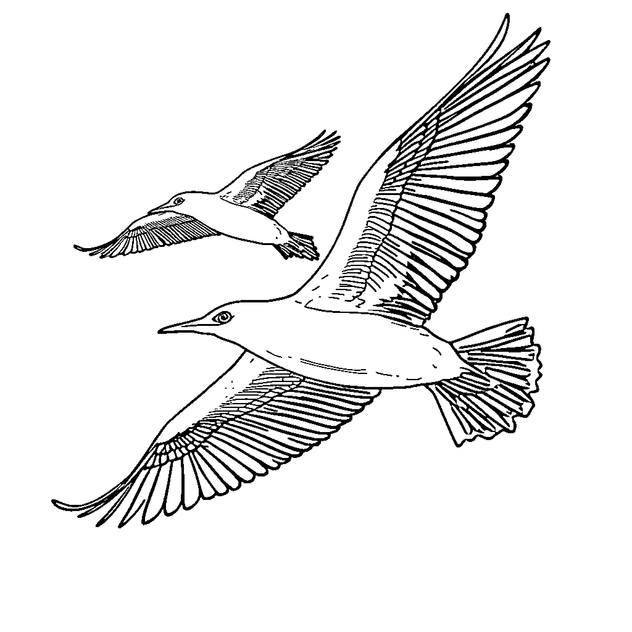 Thootlees birds soaring gracefully in the sky Coloring Page (free black-and-white line drawing printable PDF for all, from beginners to advanced learners, including children, teens, adults, and seniors)