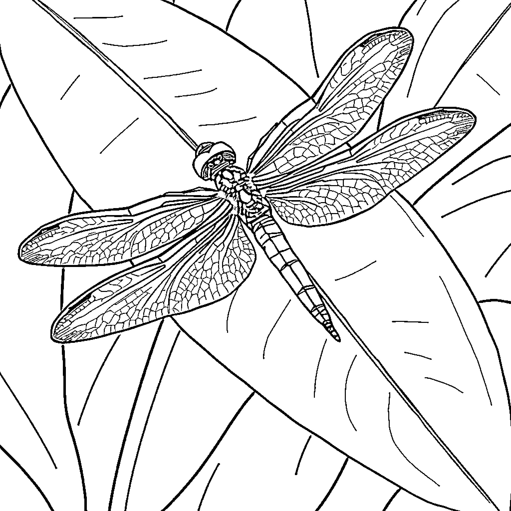 Dragonfly resting on leaf amid nature Coloring Page (free black-and-white line drawing printable PDF for all, from beginners to advanced learners, including children, teens, adults, and seniors)